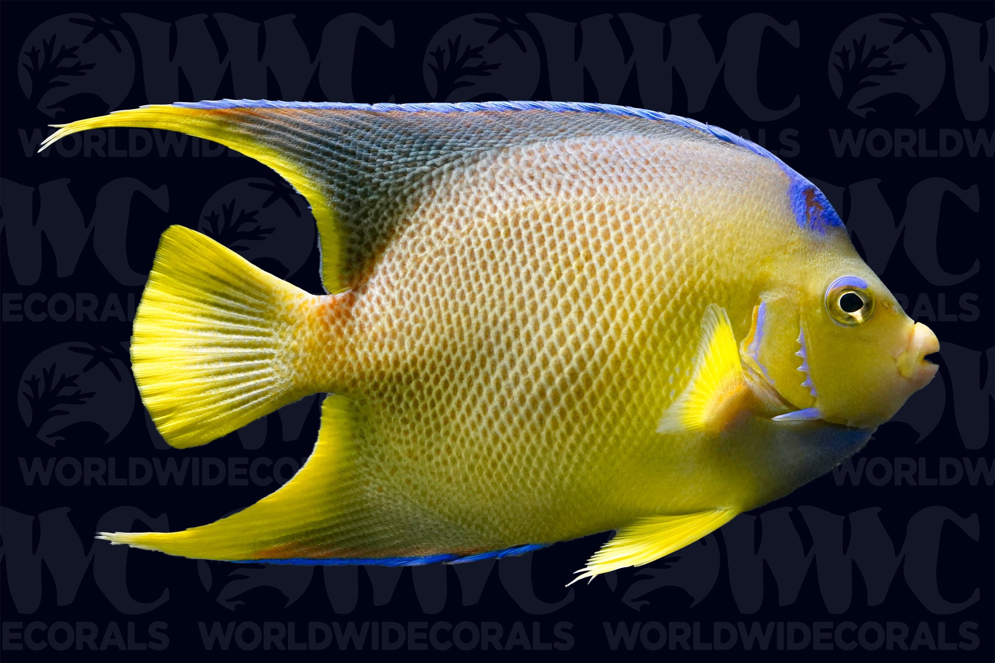 Queen Angelfish - Adult - Caribbeans