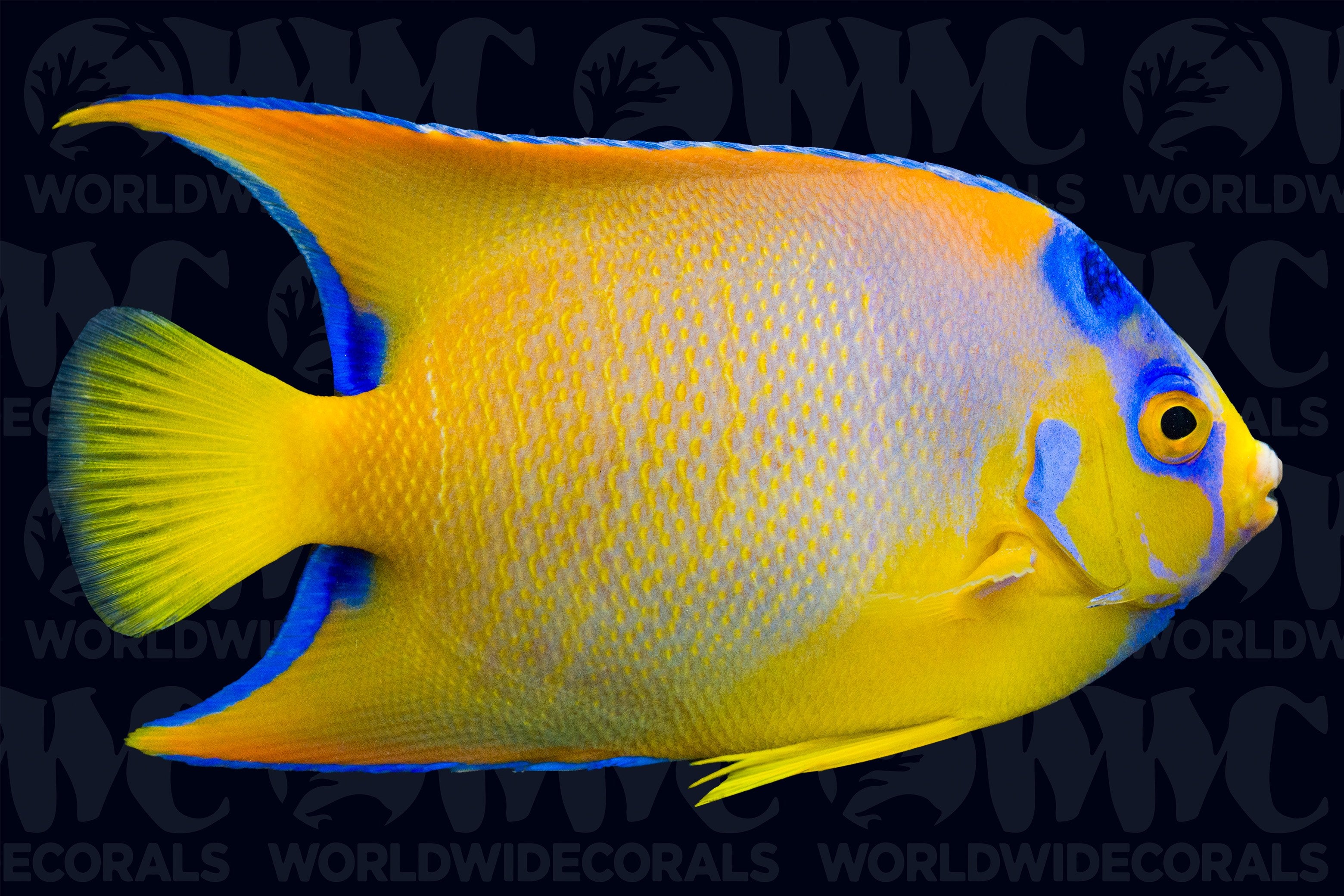 Queen Angelfish - Adult - USA