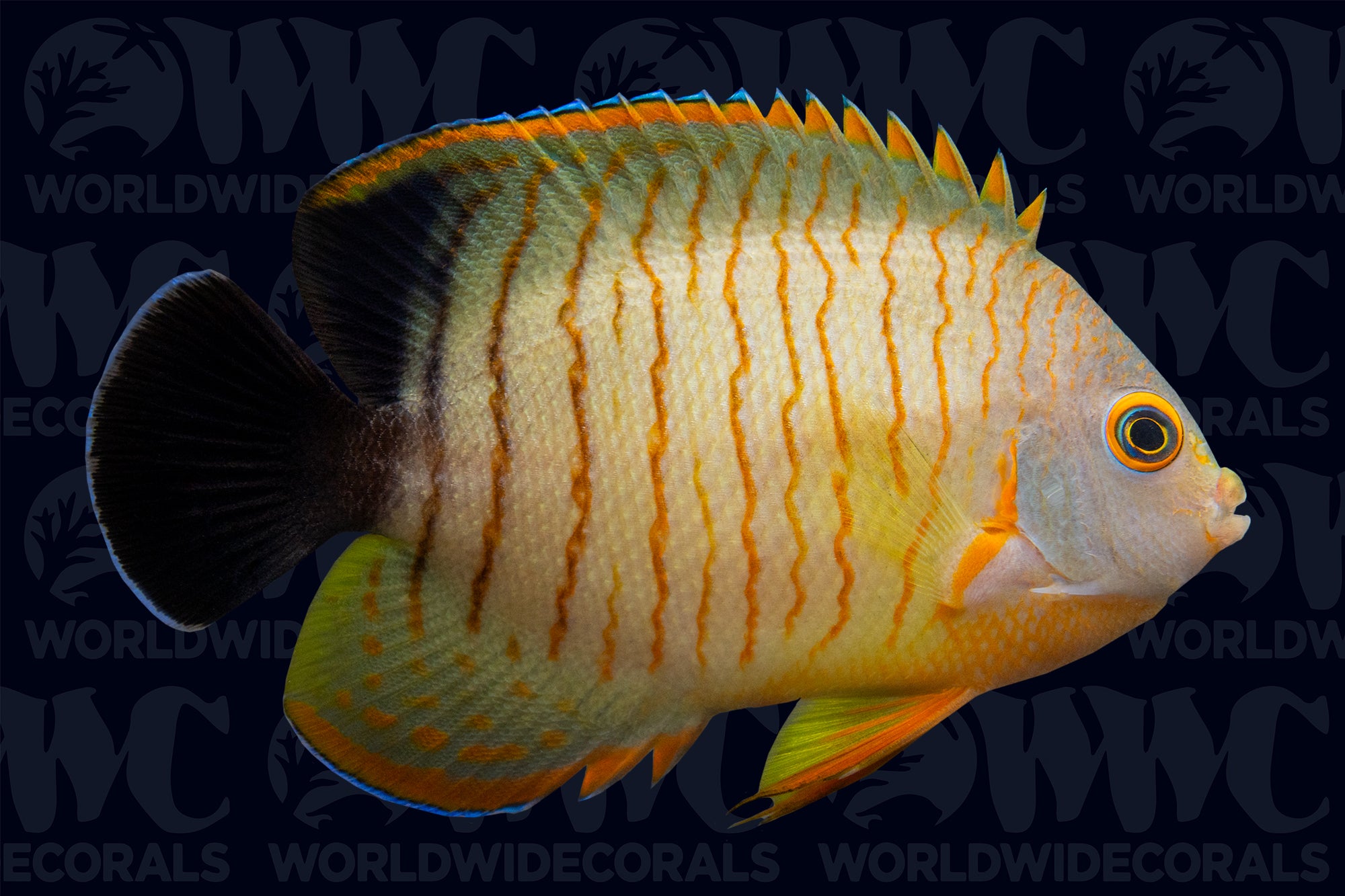 Red Stripe Eibli Dwarf Angelfish - Sri Lanka