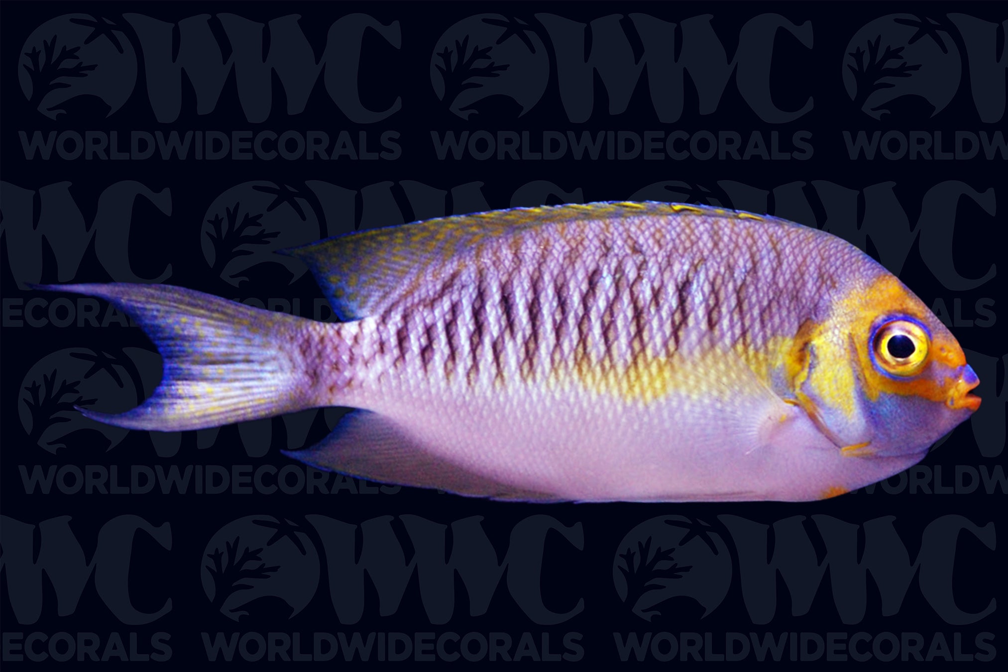 Masked Swallowtail Angelfish - Male - Philippines