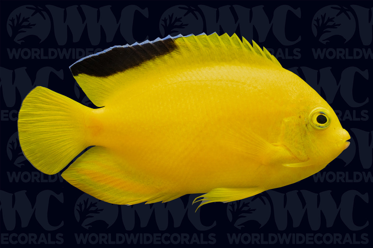 Woodhead's Angelfish - Tonga