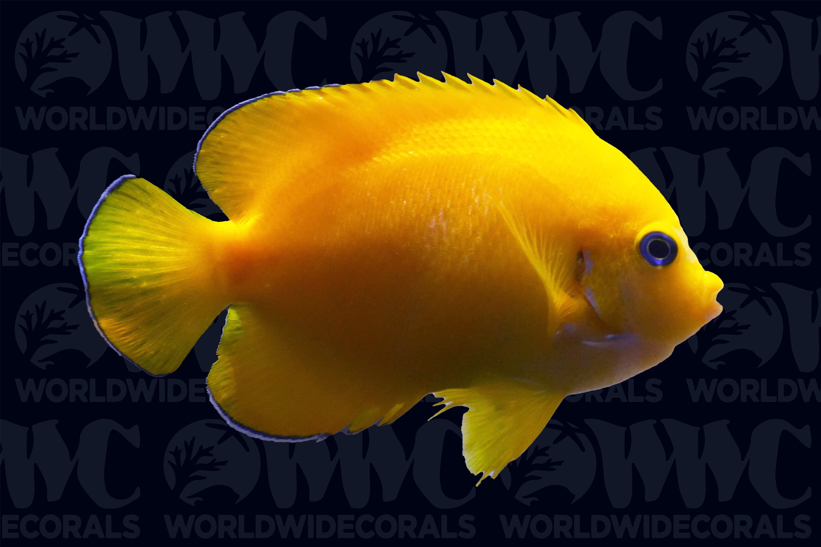 Coco Peel Pygmy Angelfish - Australia