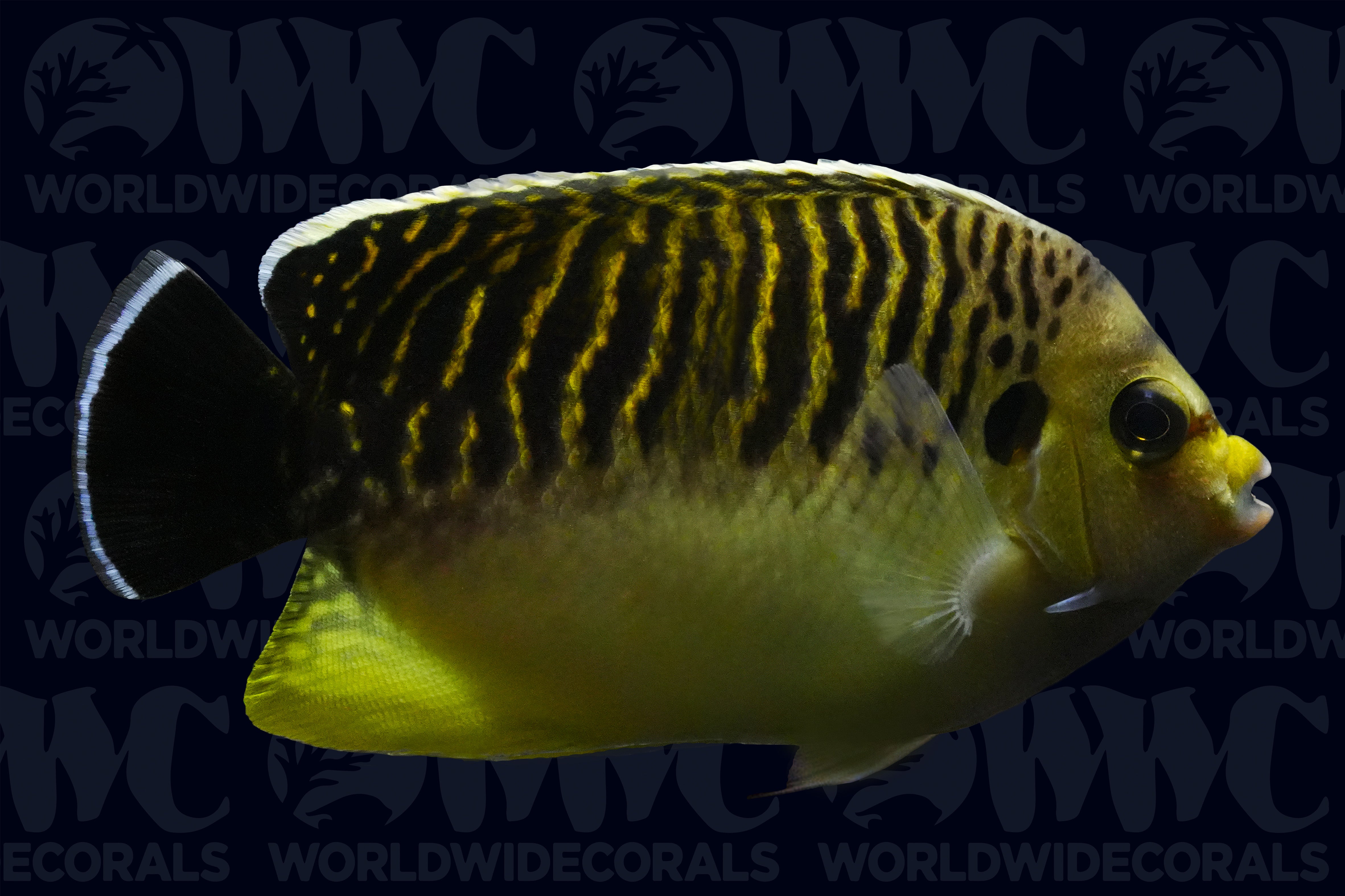 Tiger Angelfish - Adult - Madagascar