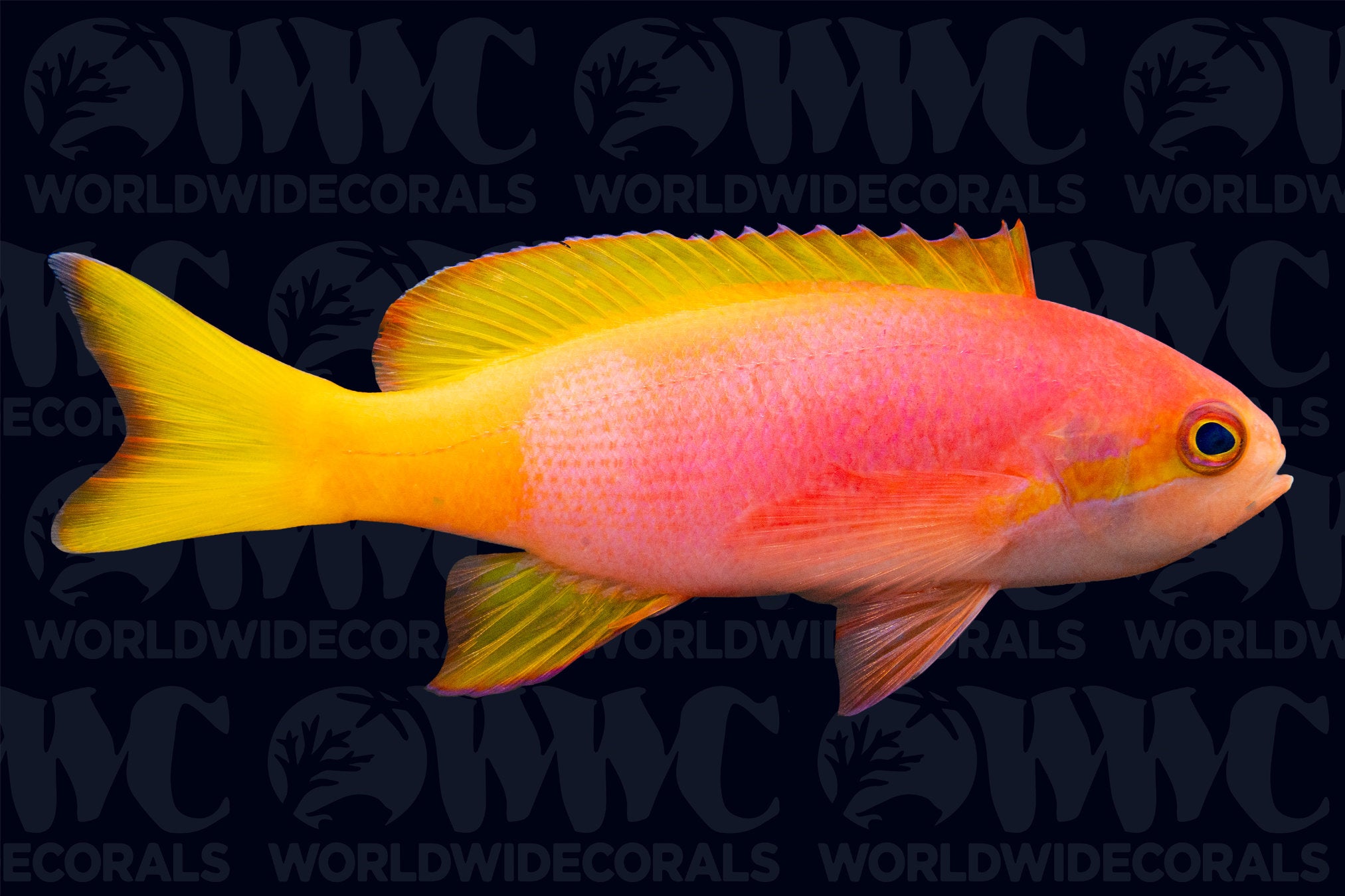 Pictilis Anthias - Female - New Caledonia