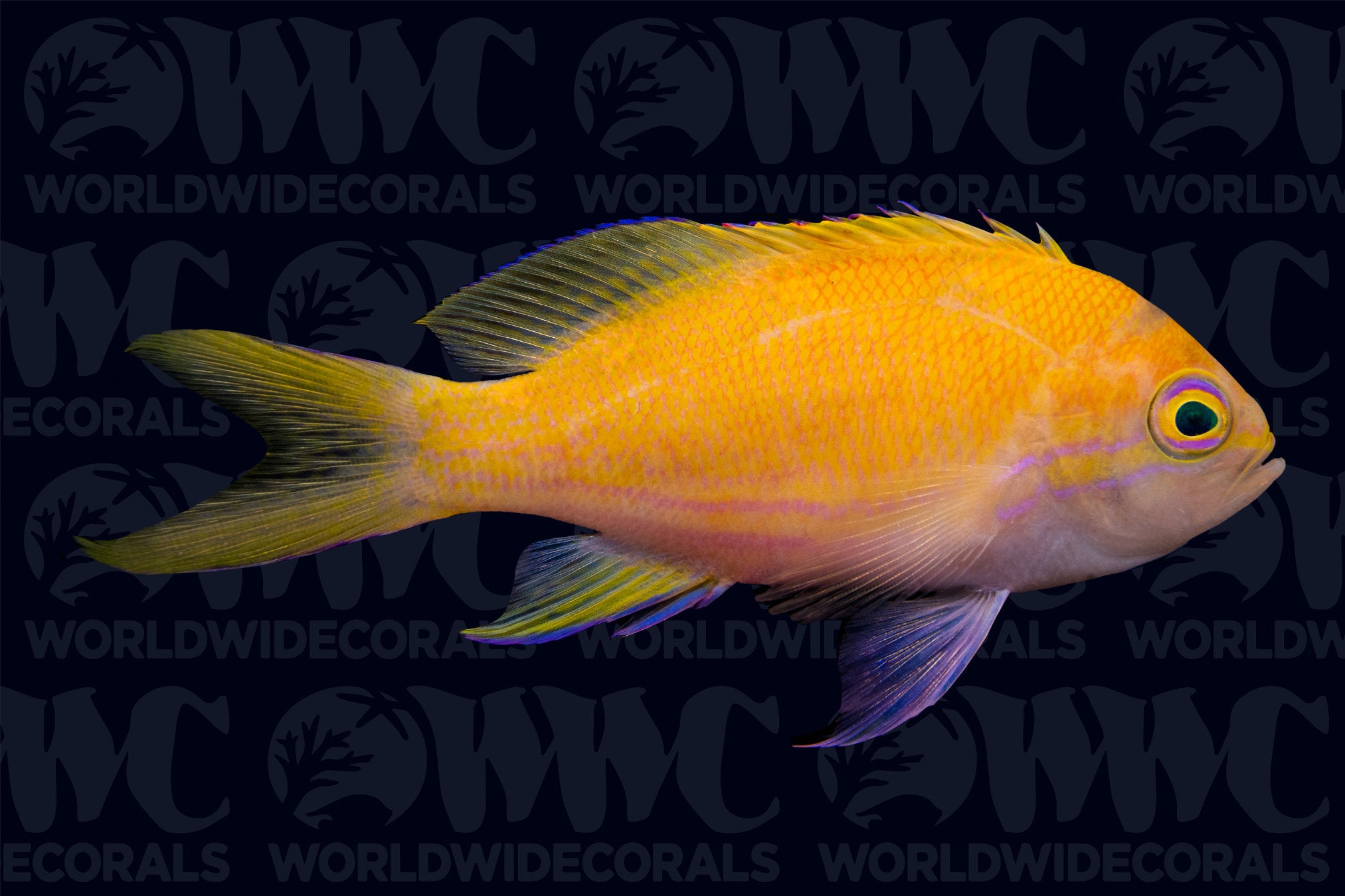 Squareback Anthias - Female - New Caledonia