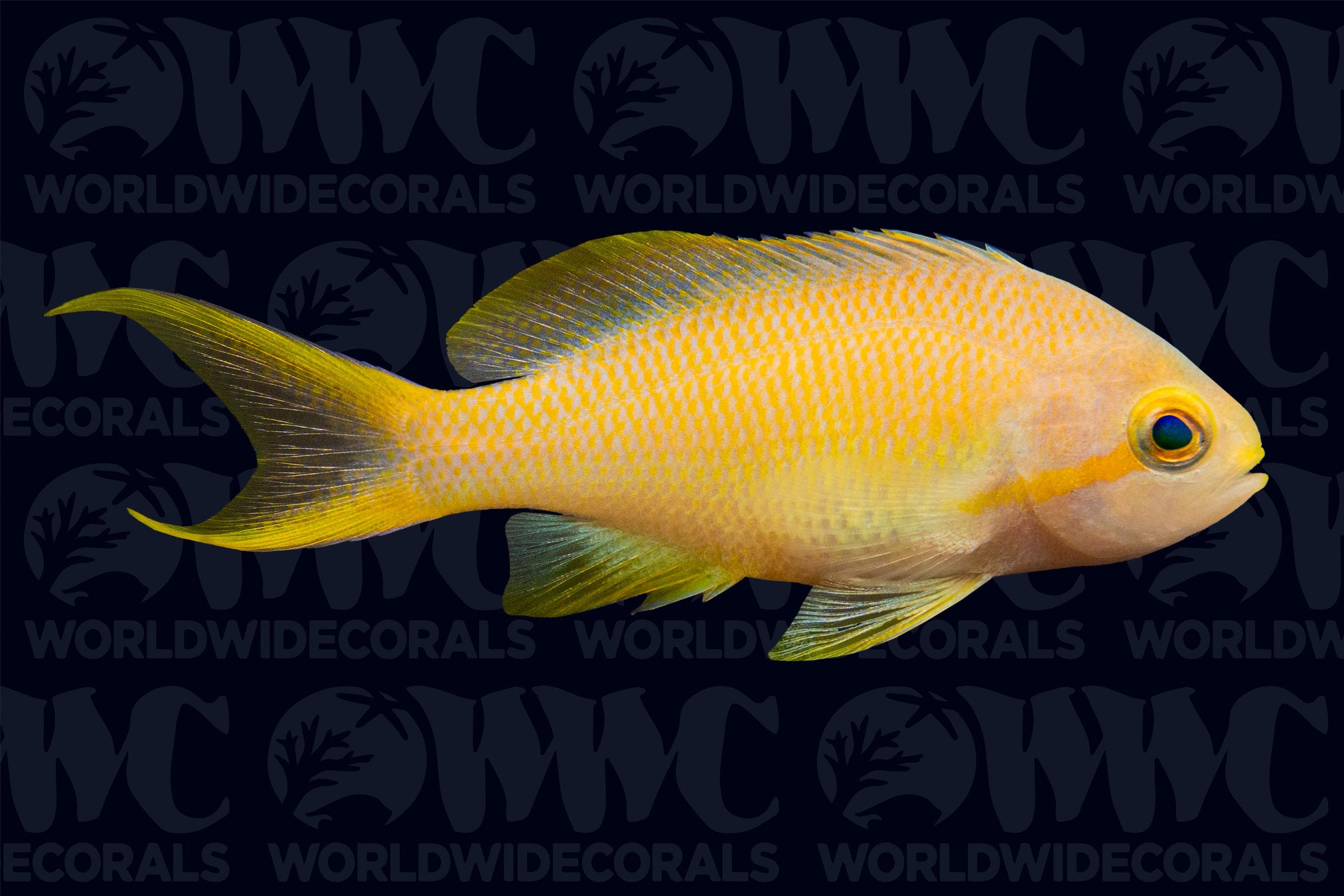 Hutchi Anthias - Female - Philippines