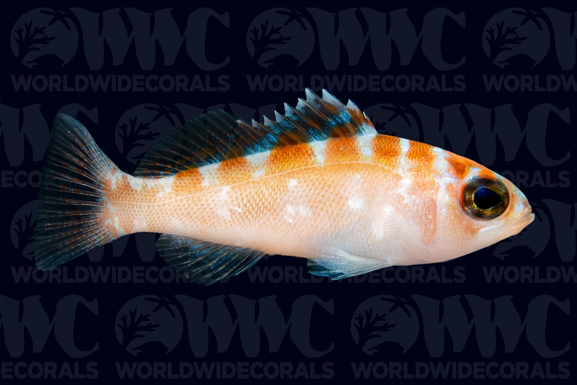 Chalk Basslet - Caribbeans