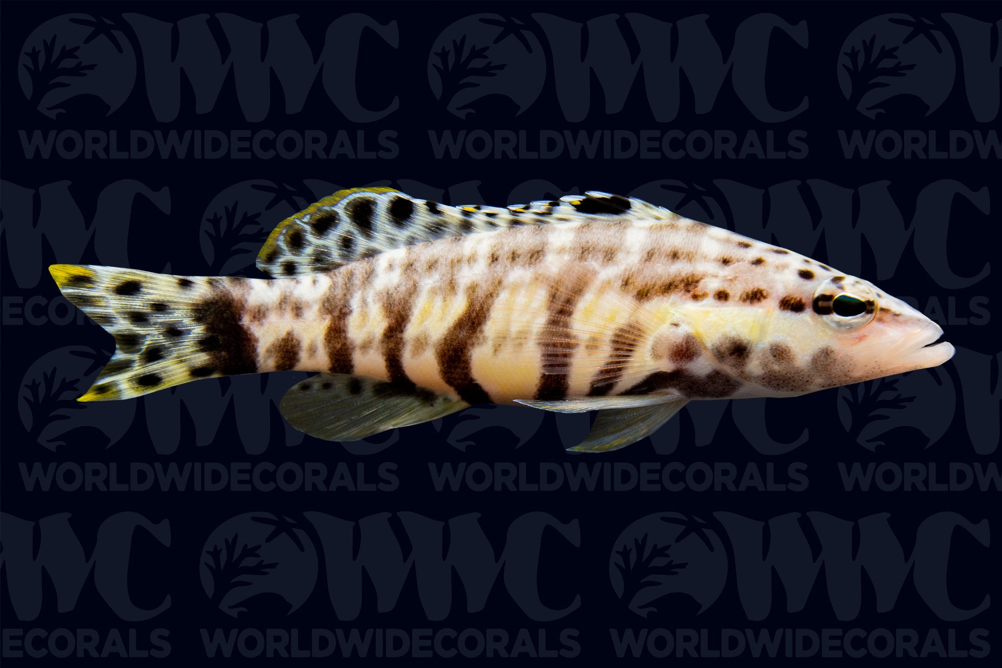 Harlequin Basslet - Caribbean