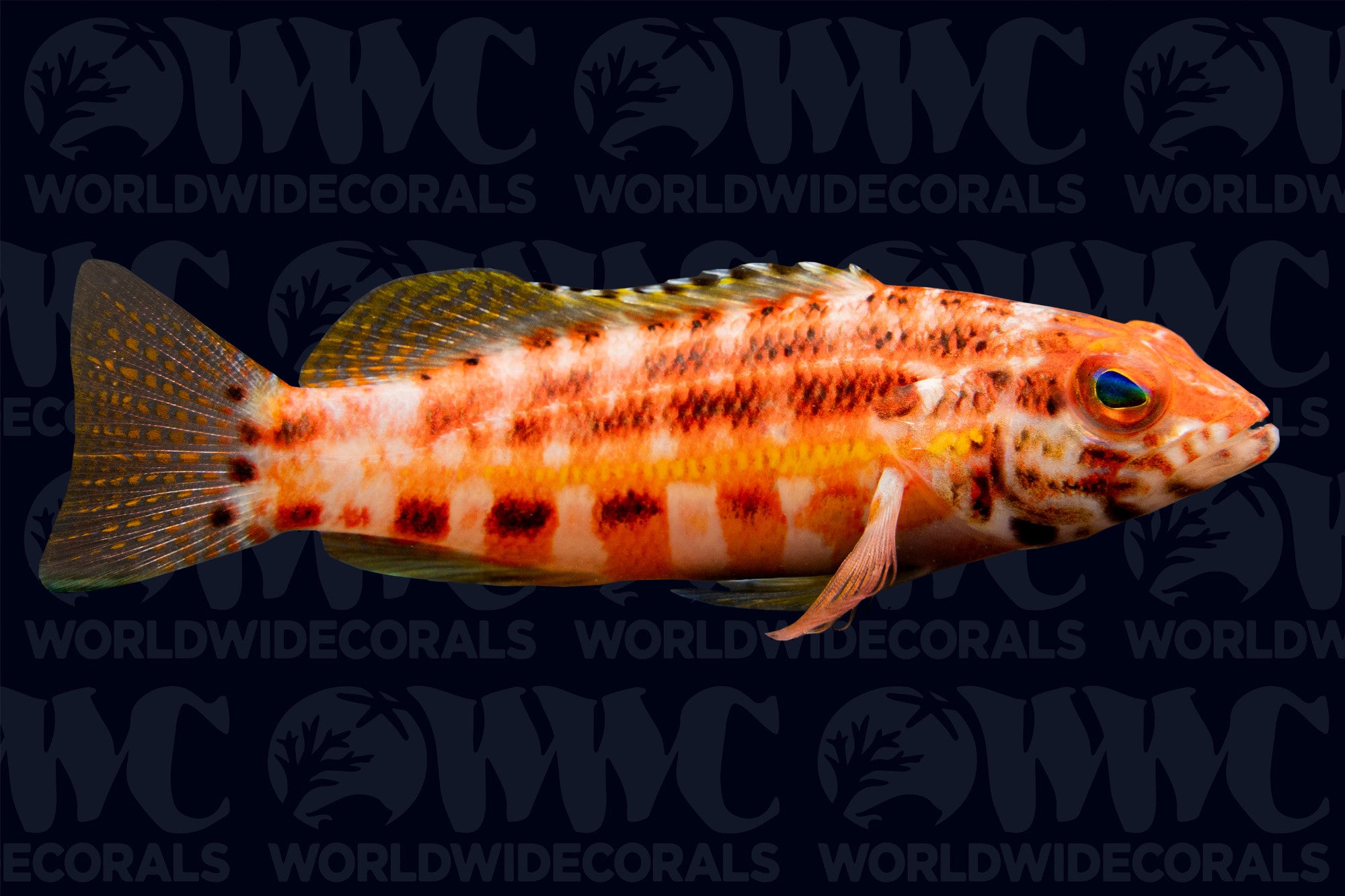 Lantern Basslet - Caribbean