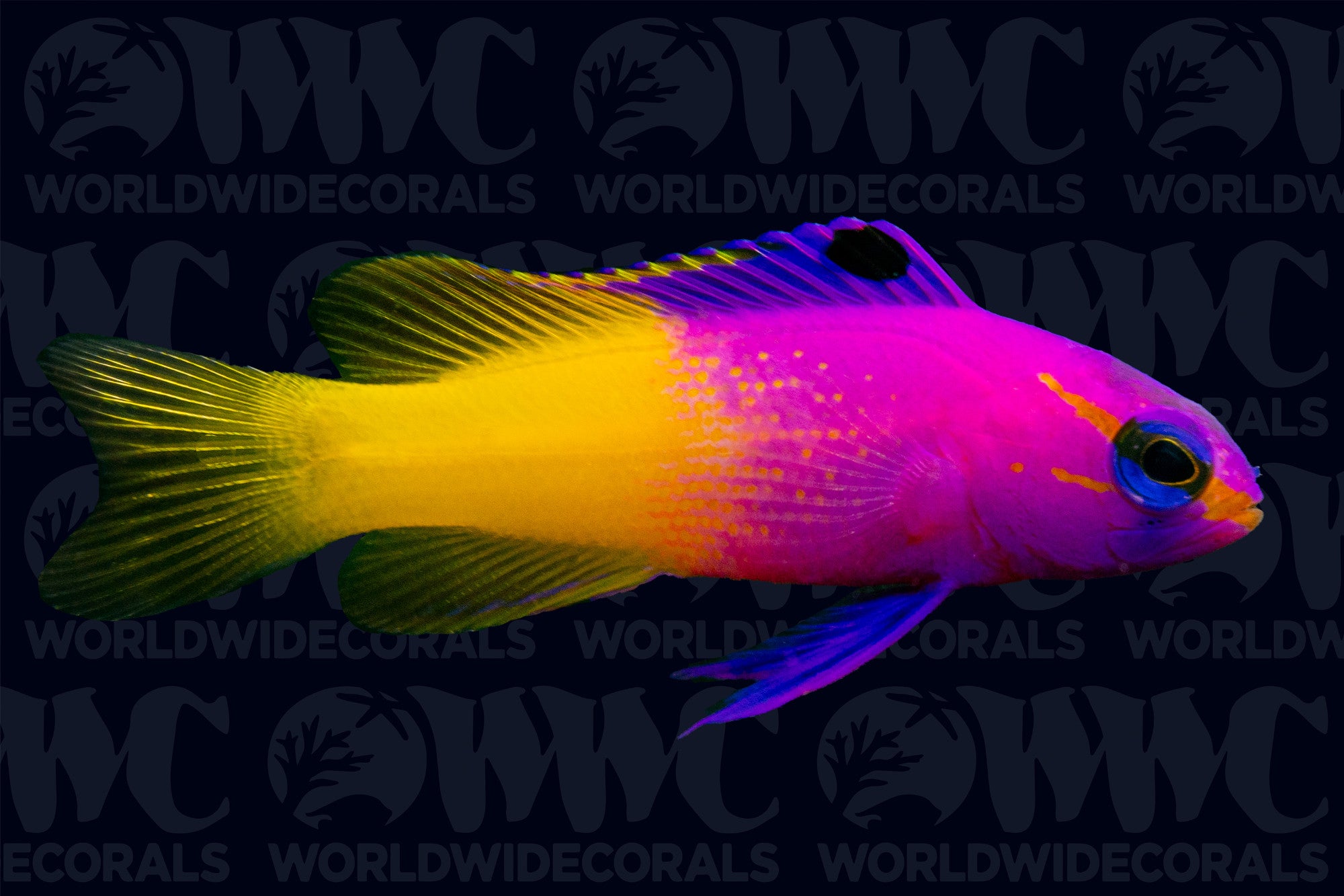 Royal Gramma - Caribbean