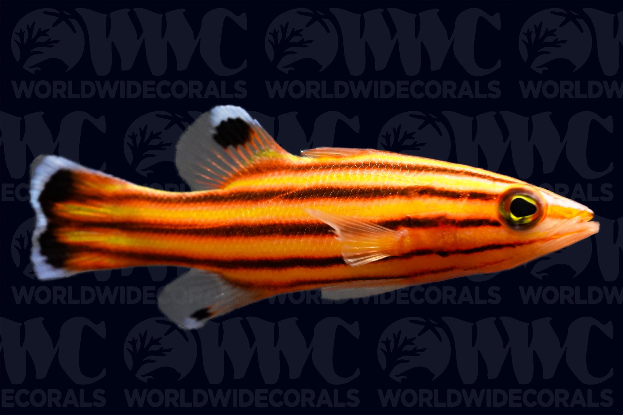 Swissguard Basslet - Florida