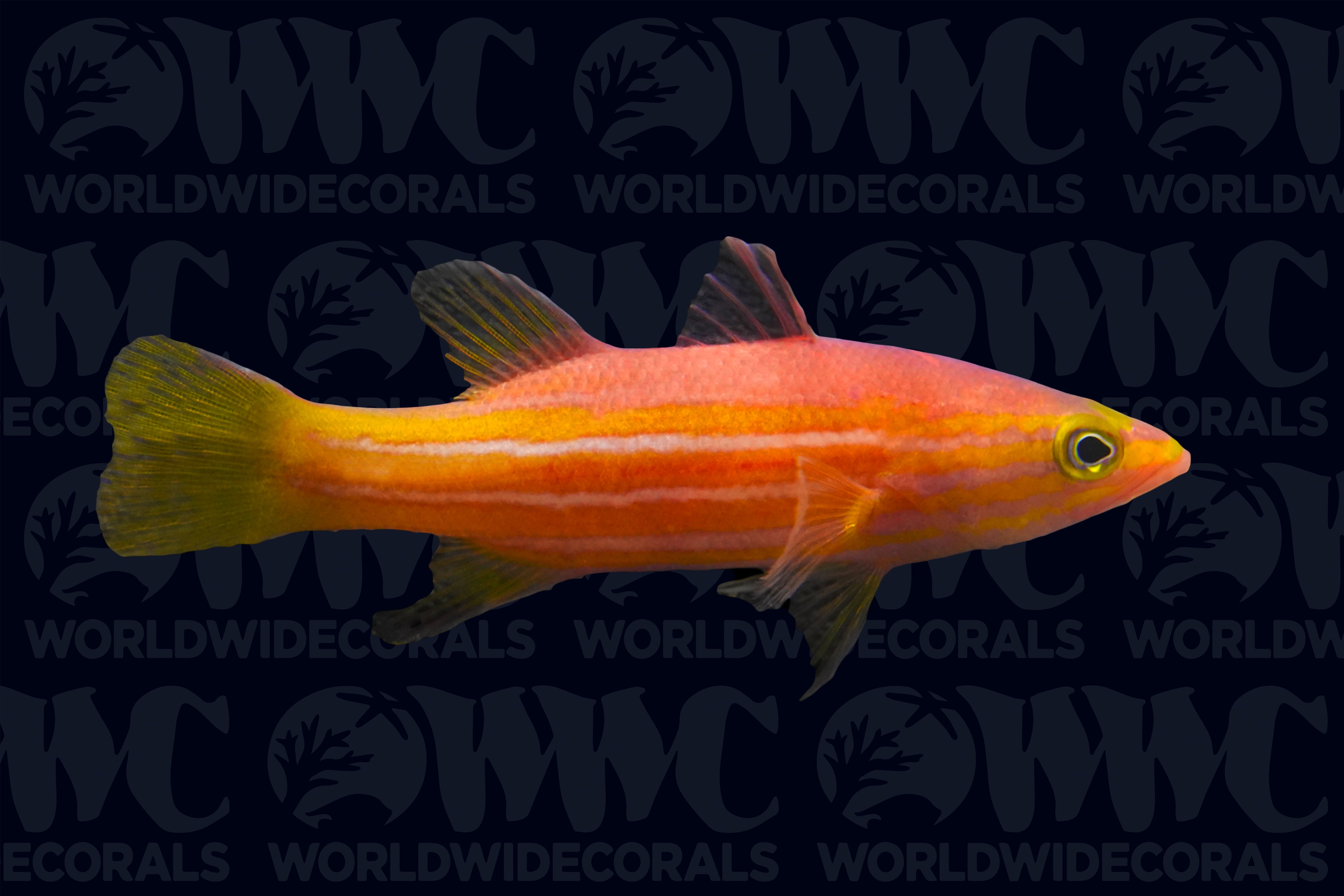 African Reef Basslet - Maldives