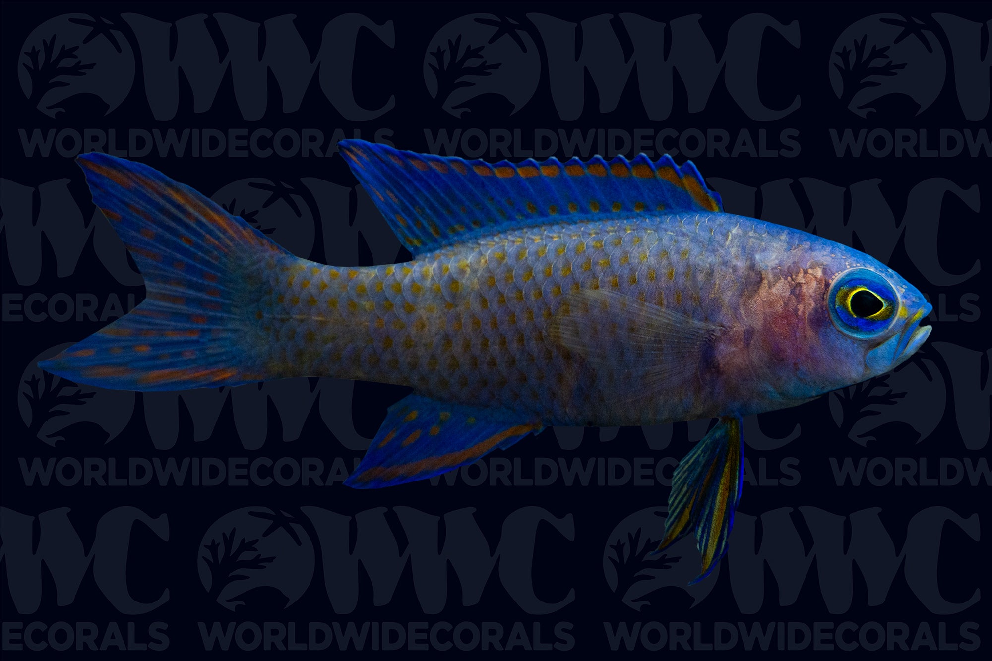 Randall's Assessor Basslet - Philippines