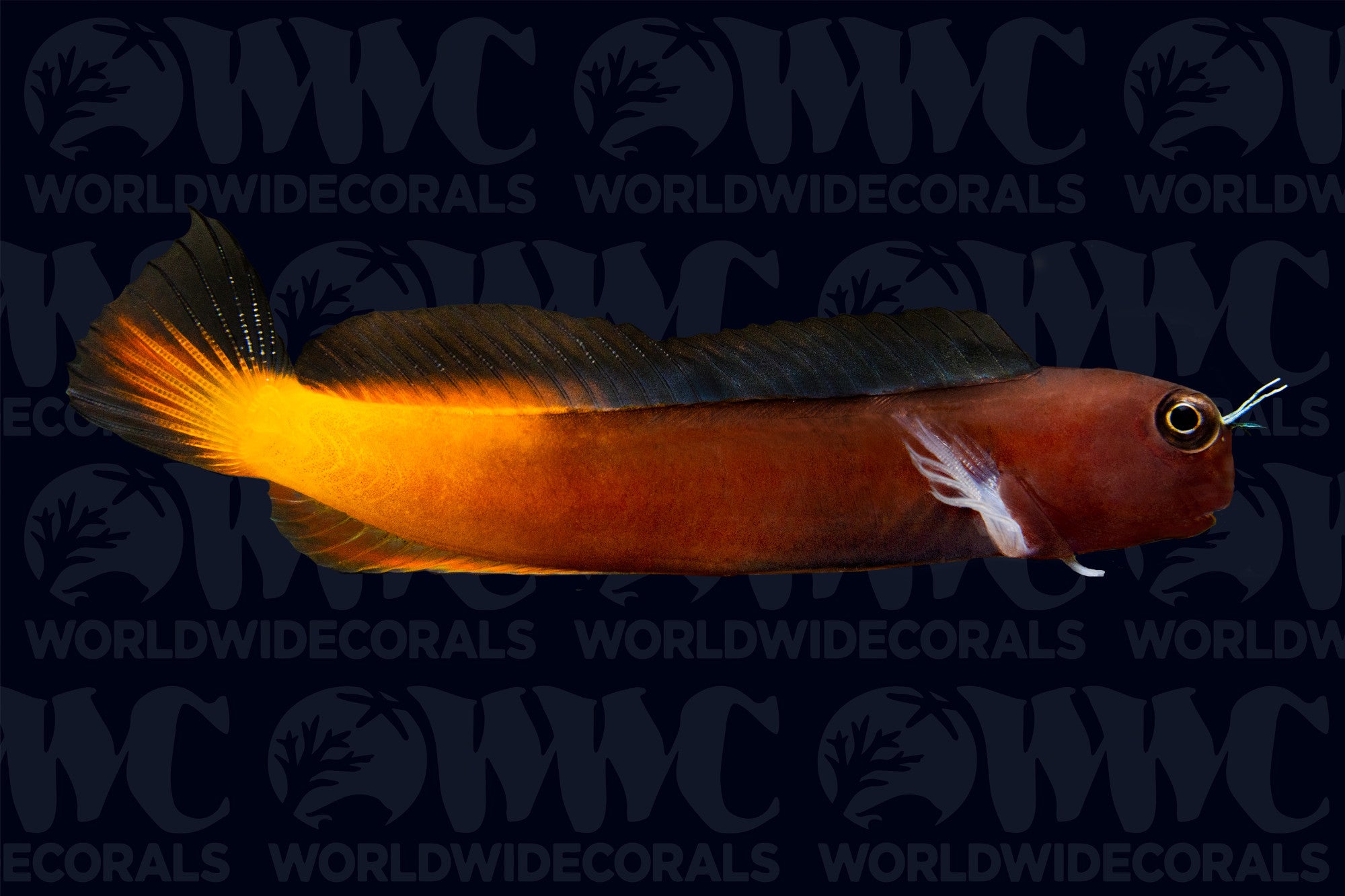 Bicolor Blenny - Maldives