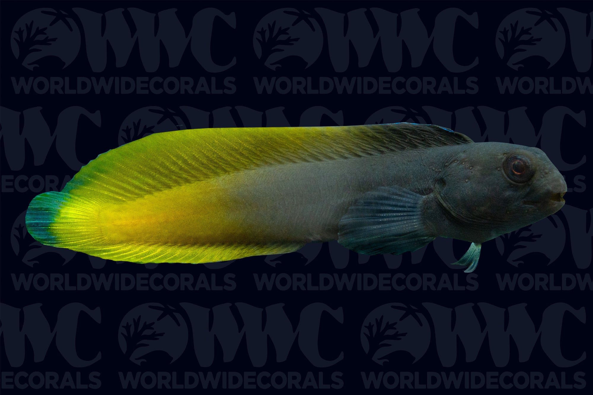 Flametail Blenny - Philippines