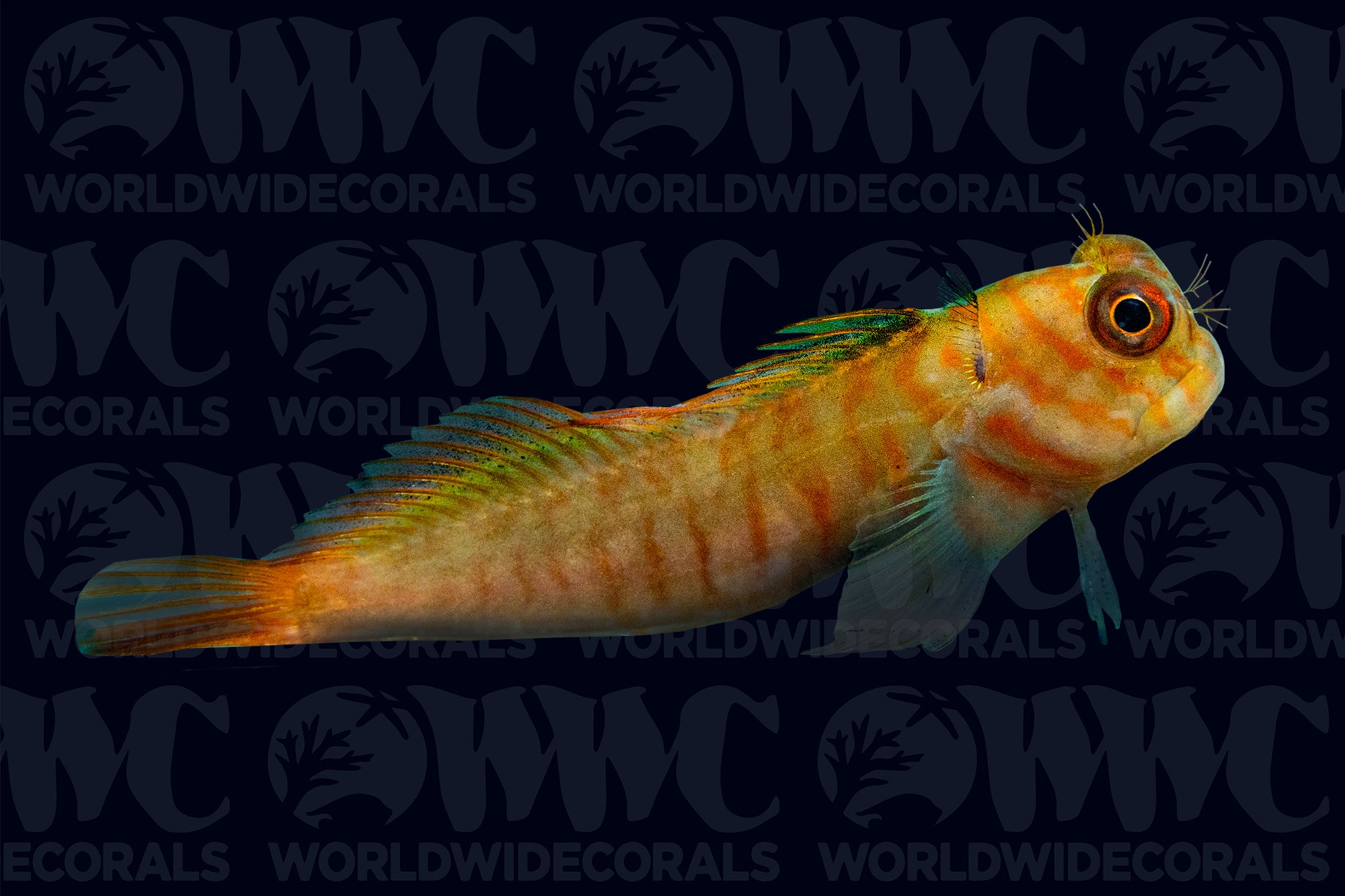 Ember Blenny - Philippines