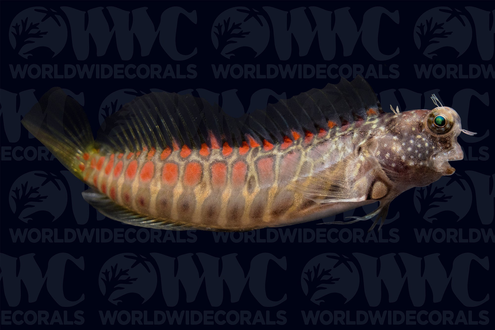 Segmented Sailfin Blenny - Philippines