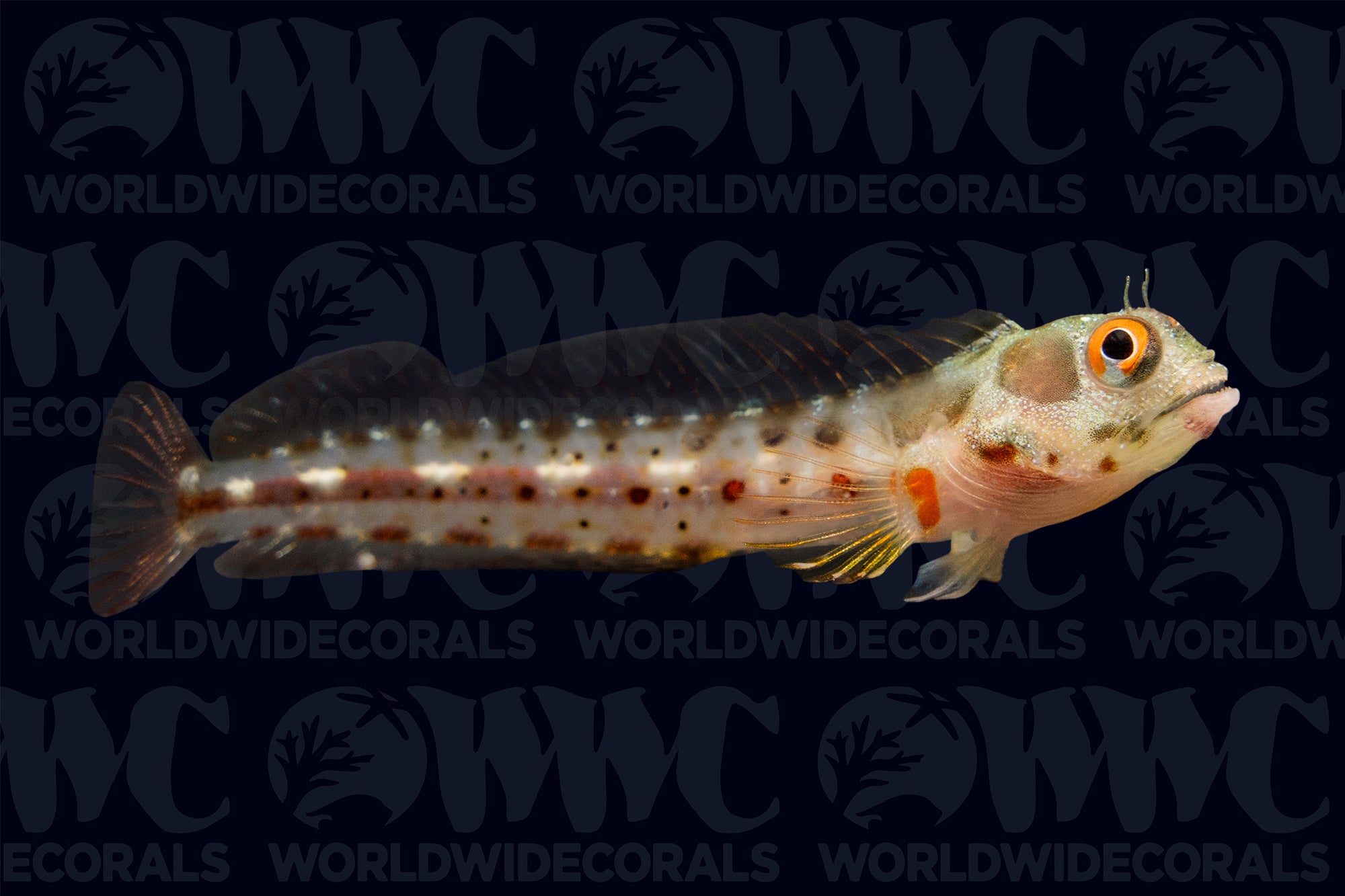 Panamic Barnacle Blenny - Central America