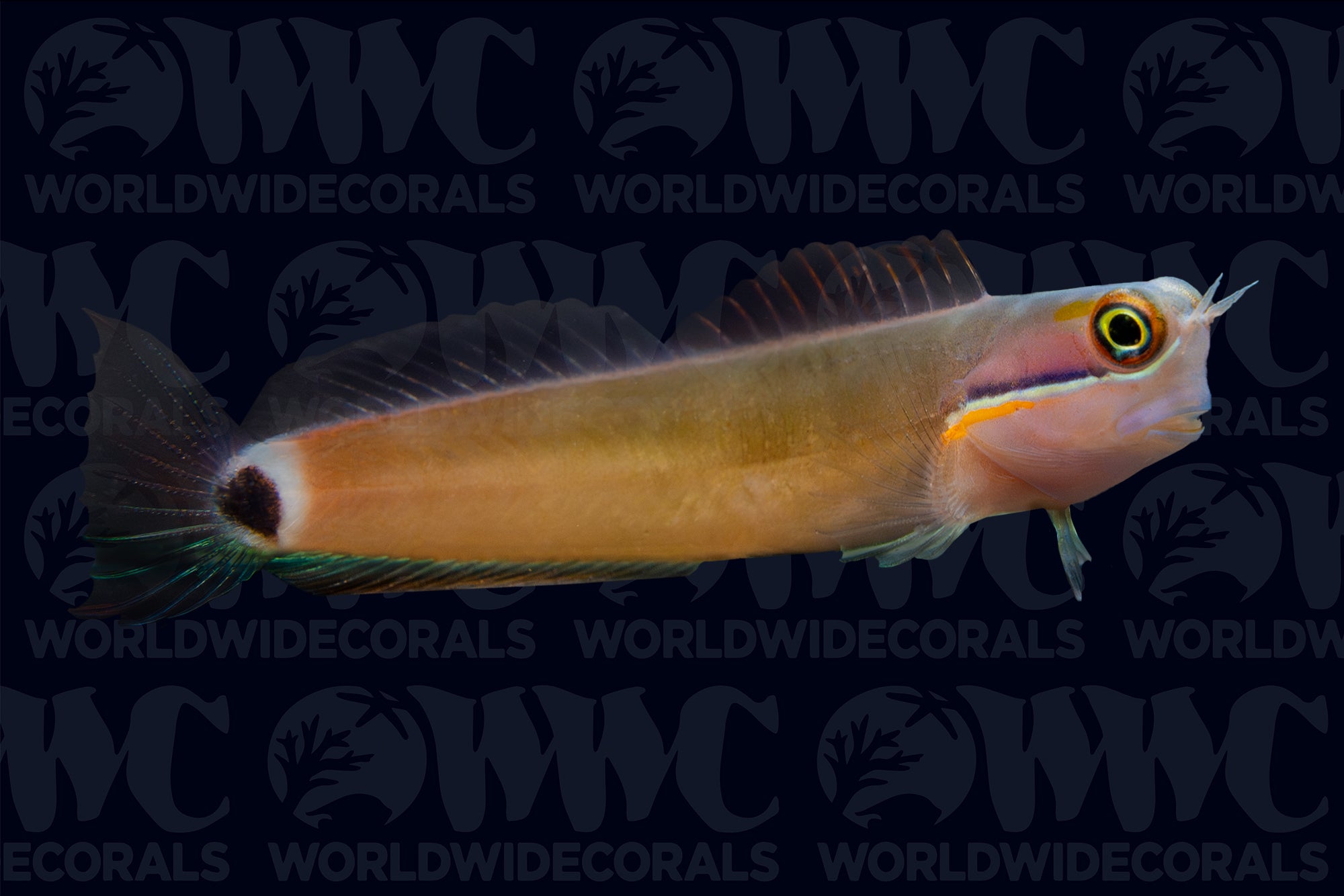 Tailspot Blenny - Philippines