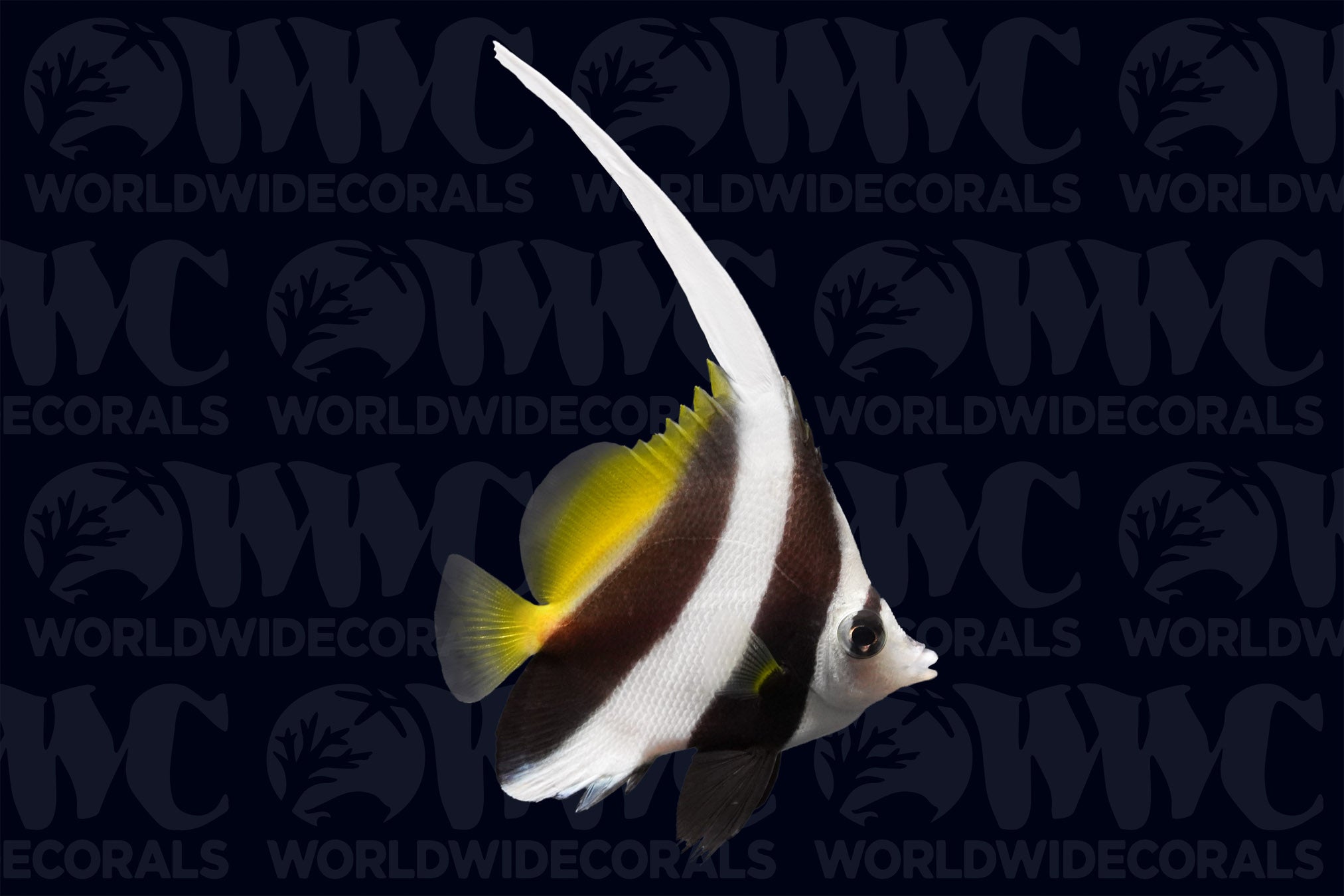 Black and White Heniochus Butterflyfish - Philippines