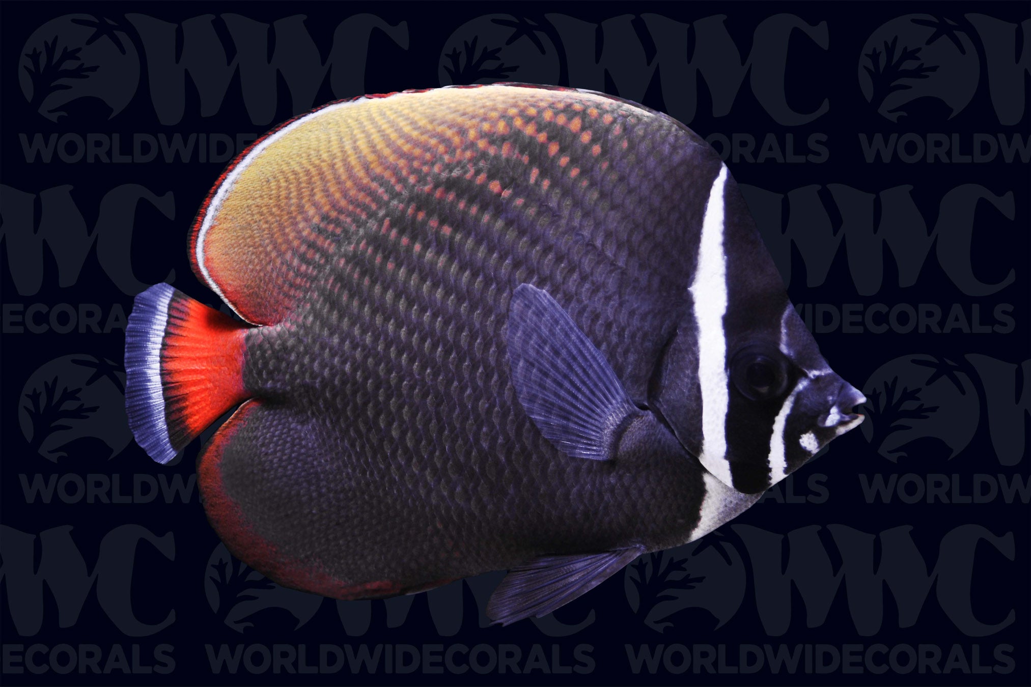 fish aquarium accessories online shopping in pakistan SMALL PY240, Fish Tank 23.8x16.1x26.7 CM with Top Filter, 10Liter/ 2.6 Gallon, Self cleaning With multi Color LED light : Buy at Best Price KSA purple tentacles radiate mysteriously Pakistan Butterflyfish - Sri Lanka