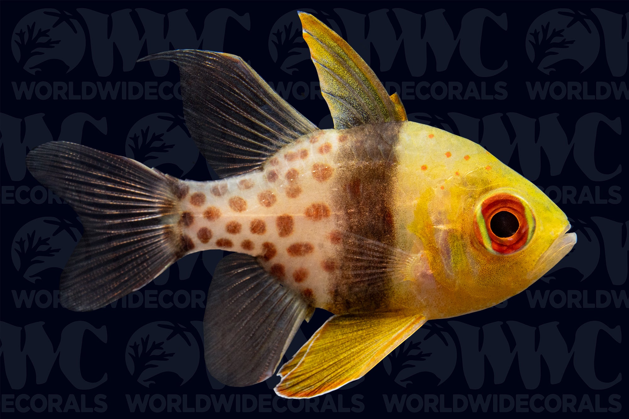 Pajama Spotted Cardinalfish - Fiji