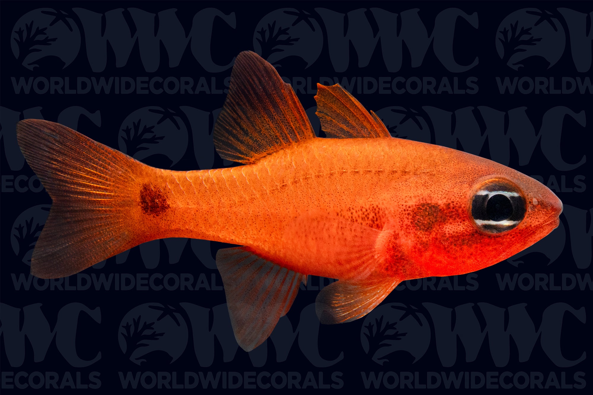 Tailspot Flame Cardinalfish - Nicuragua