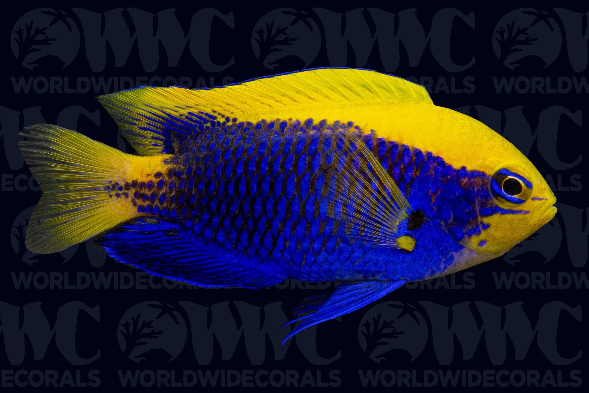 Starkii Damselfish - New Caledonia