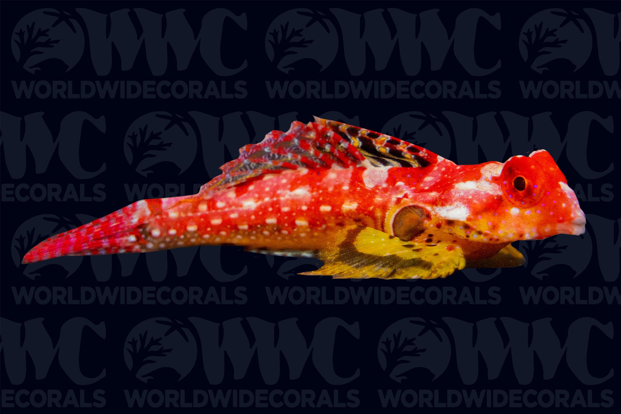 Ruby Red Dragonet - Philippines