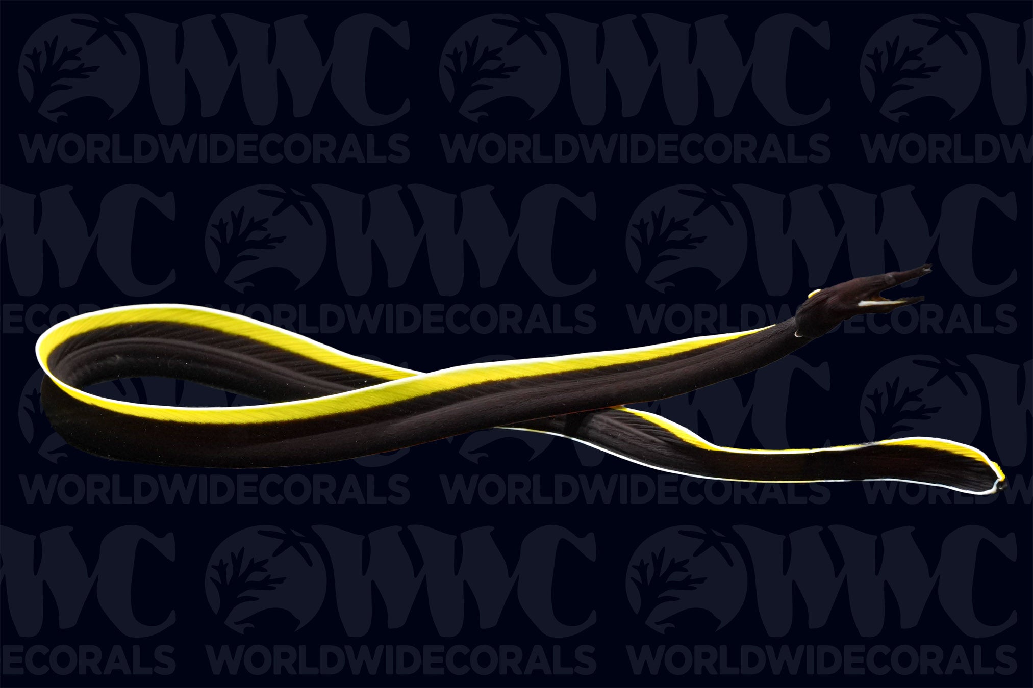 Black Ribbon Eel - Philippines