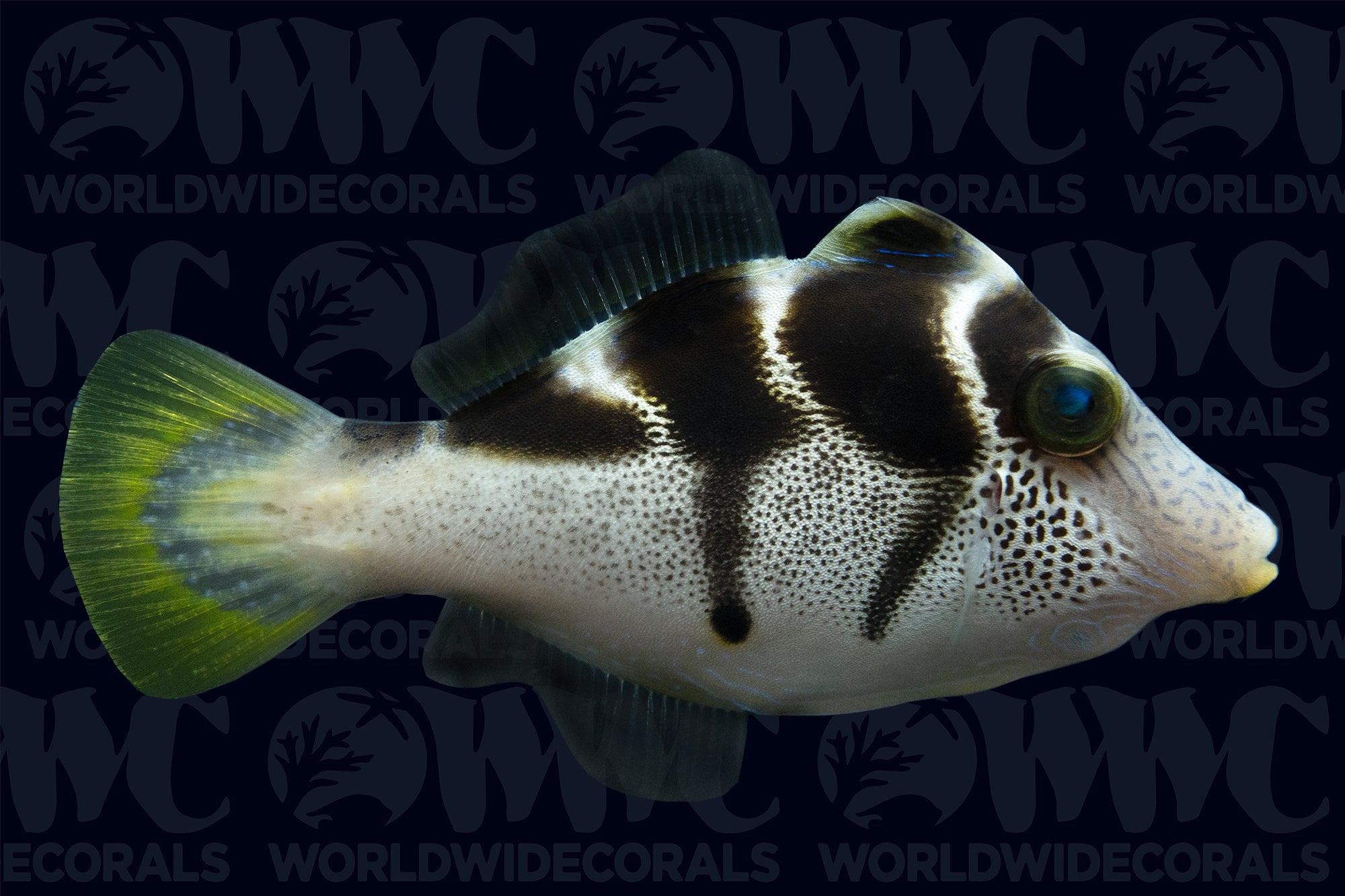 Mimic Saddle Filefish - Philippines