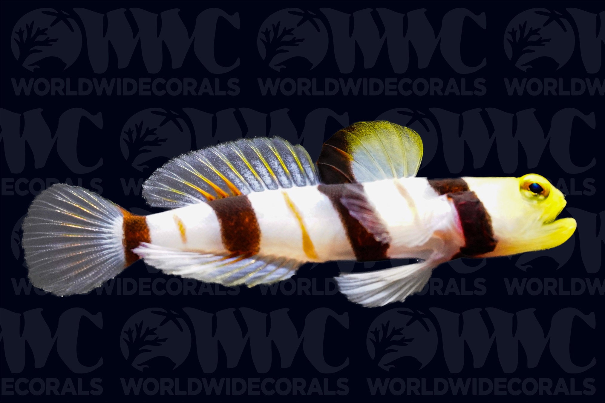 Dracula Goby Sri Lanka - Main Image