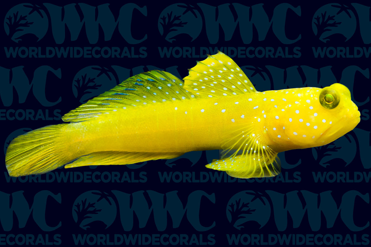 False Yellow Spotted Watchman Goby - Philippines