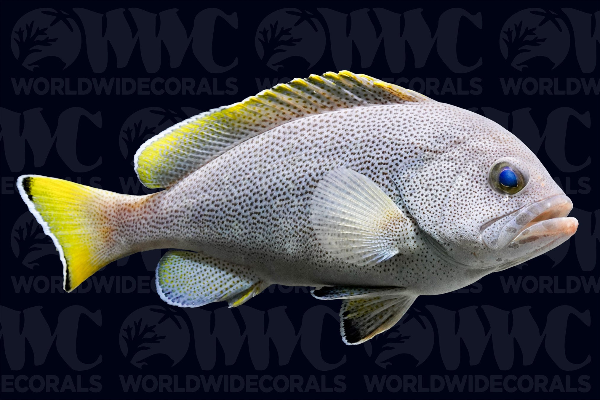 Blue and Yellow Cod Grouper - Kenya
