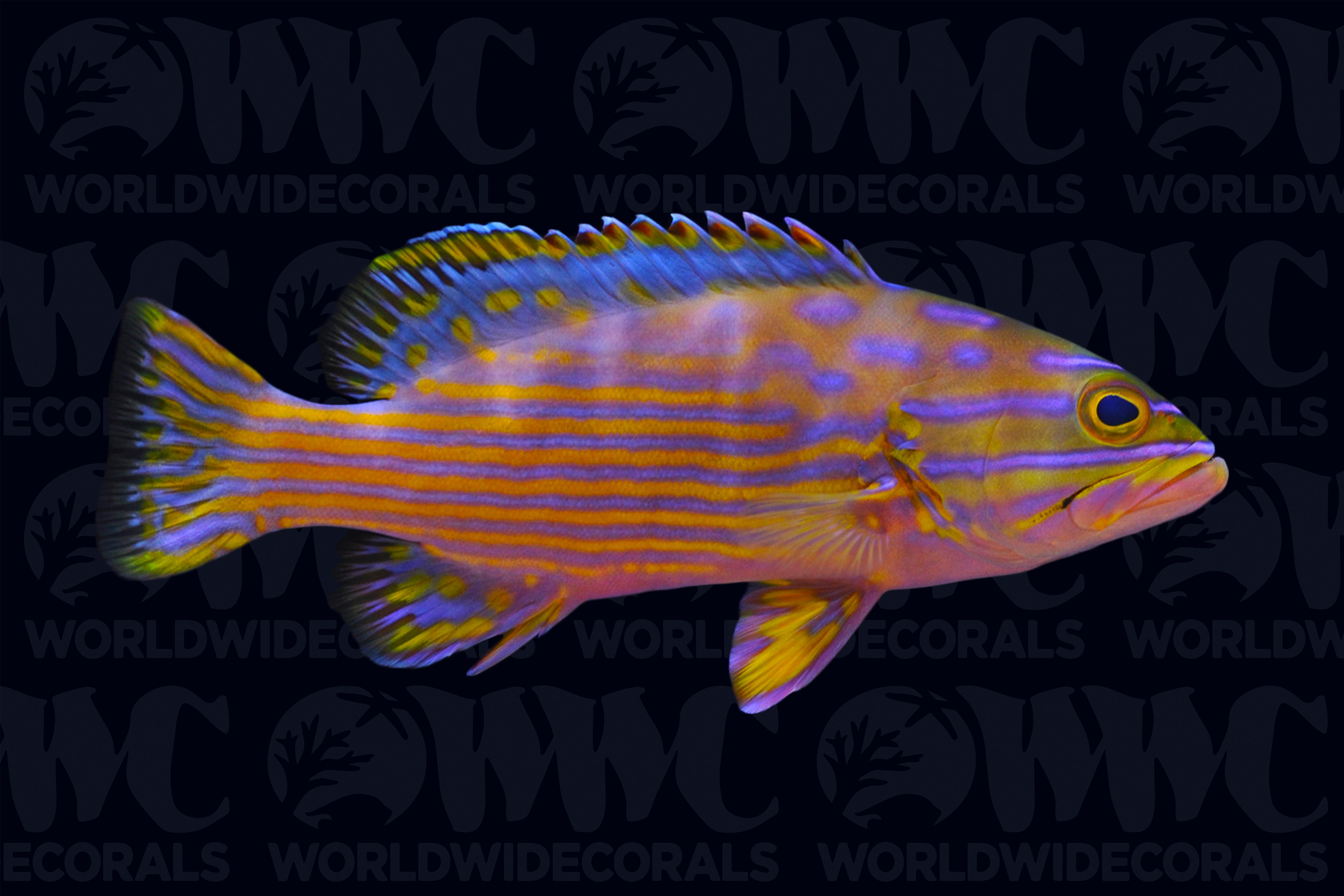 Polleni Grouper - Indonesia
