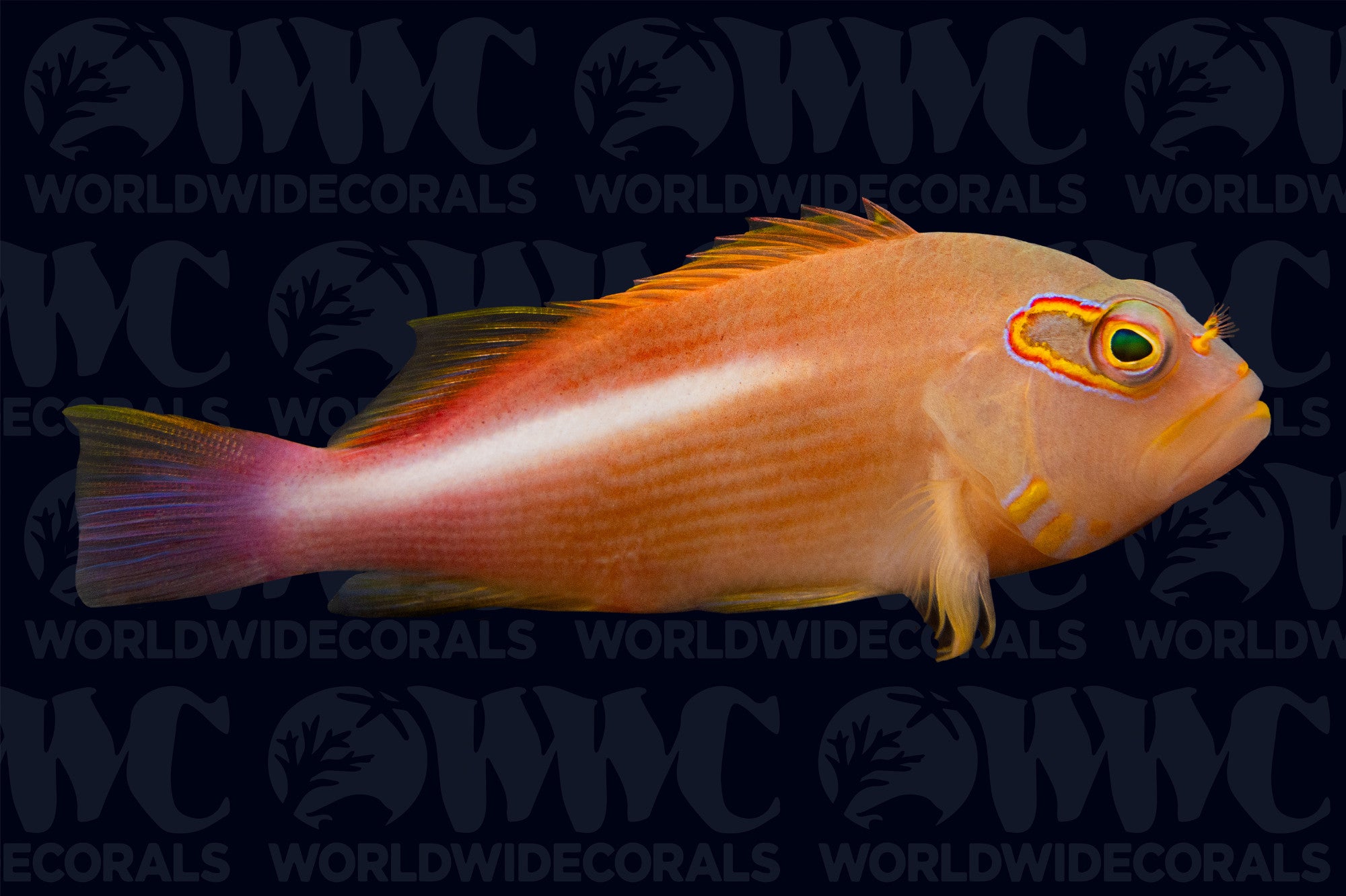 Arc Eye Hawkfish - Philippines