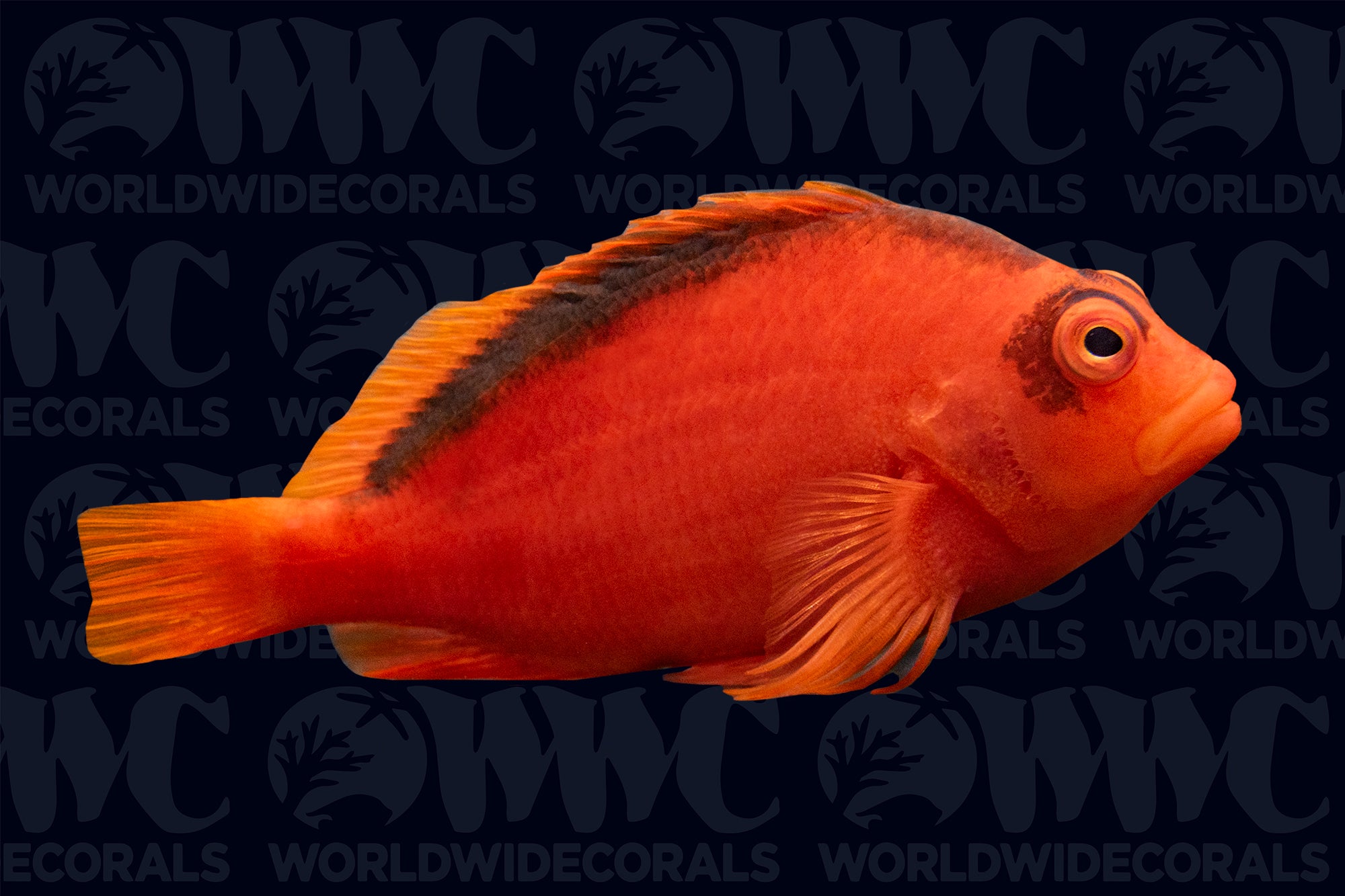 Flame Hawkfish - Tahiti