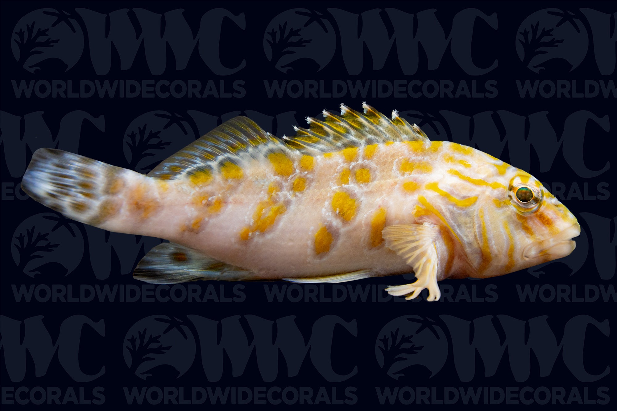 Giant Hawkfish - Central America