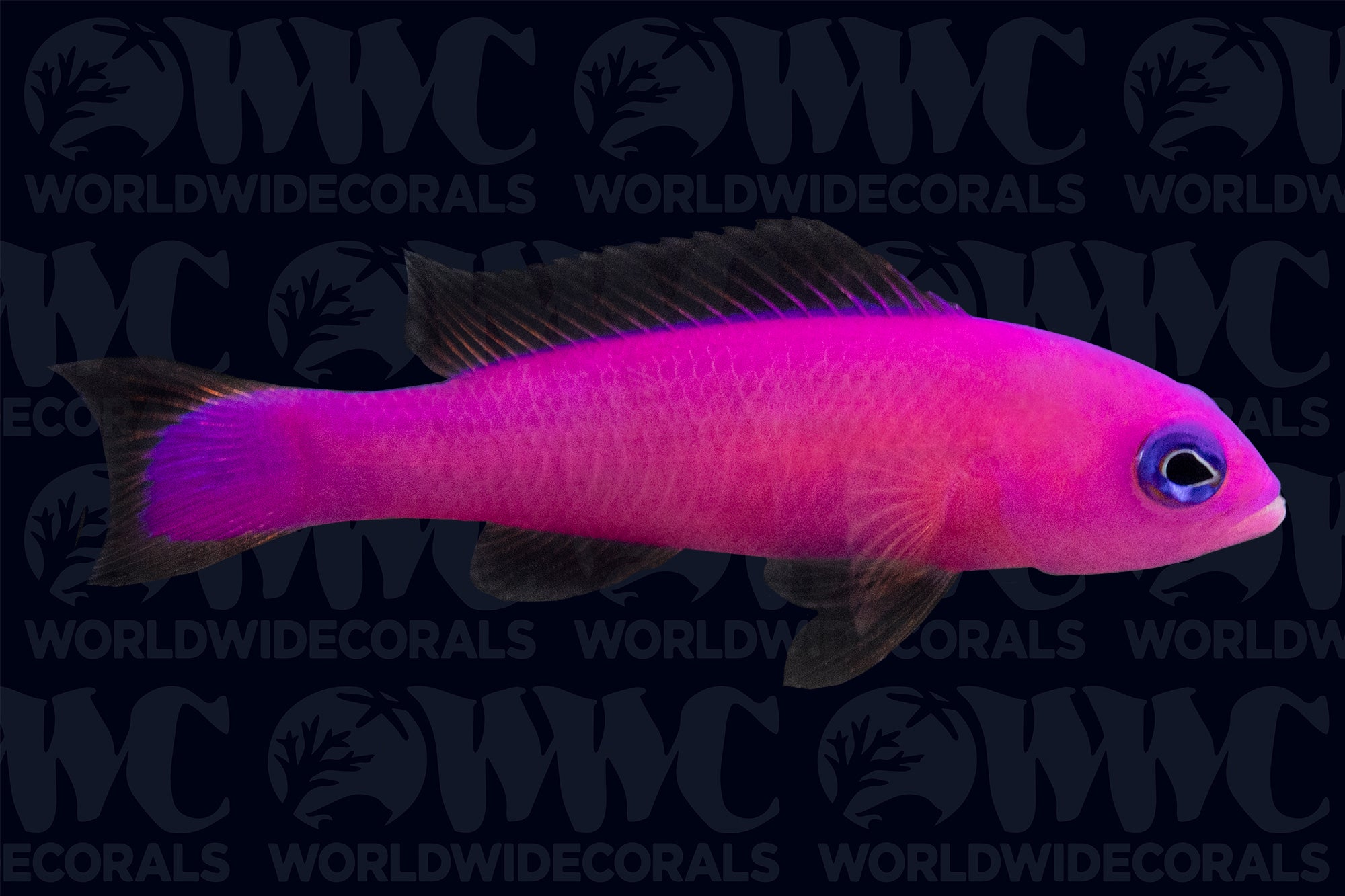 Purple Dottyback - Philippines