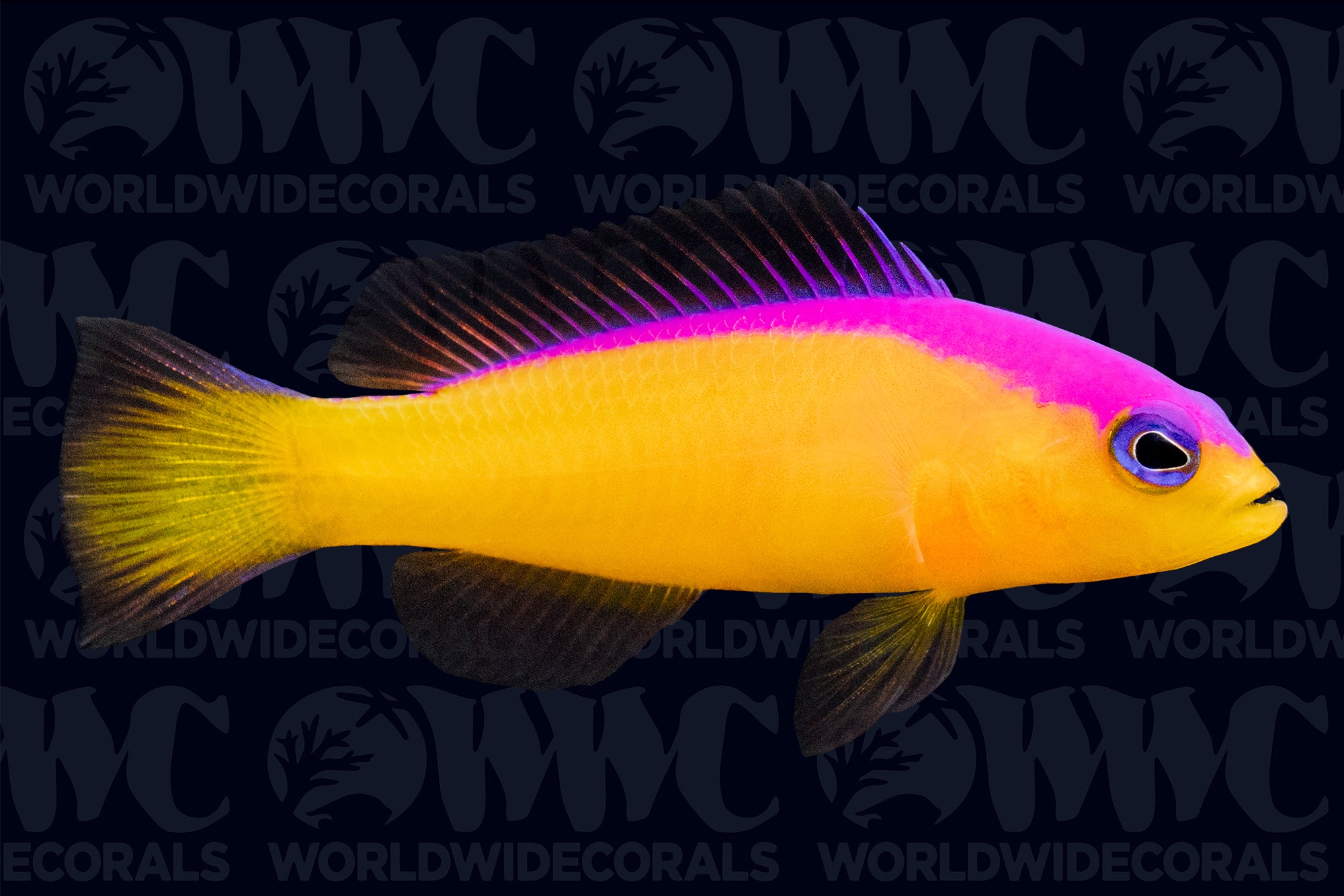 Purple Stripe Dottyback - Philippines