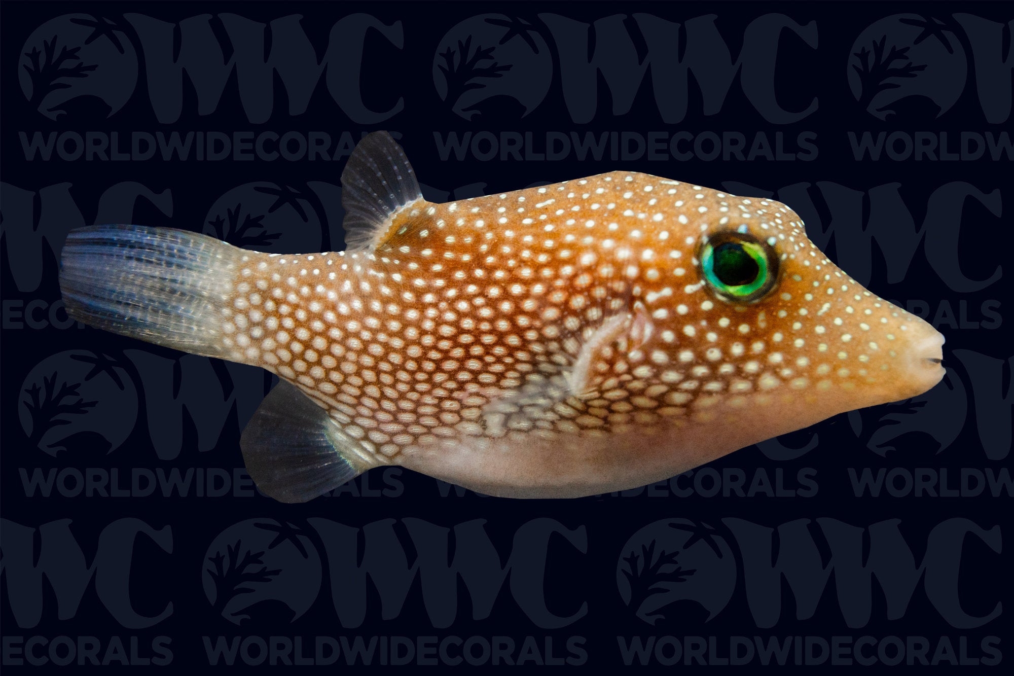 Spotted Sharpnose Pufferfish - Central America