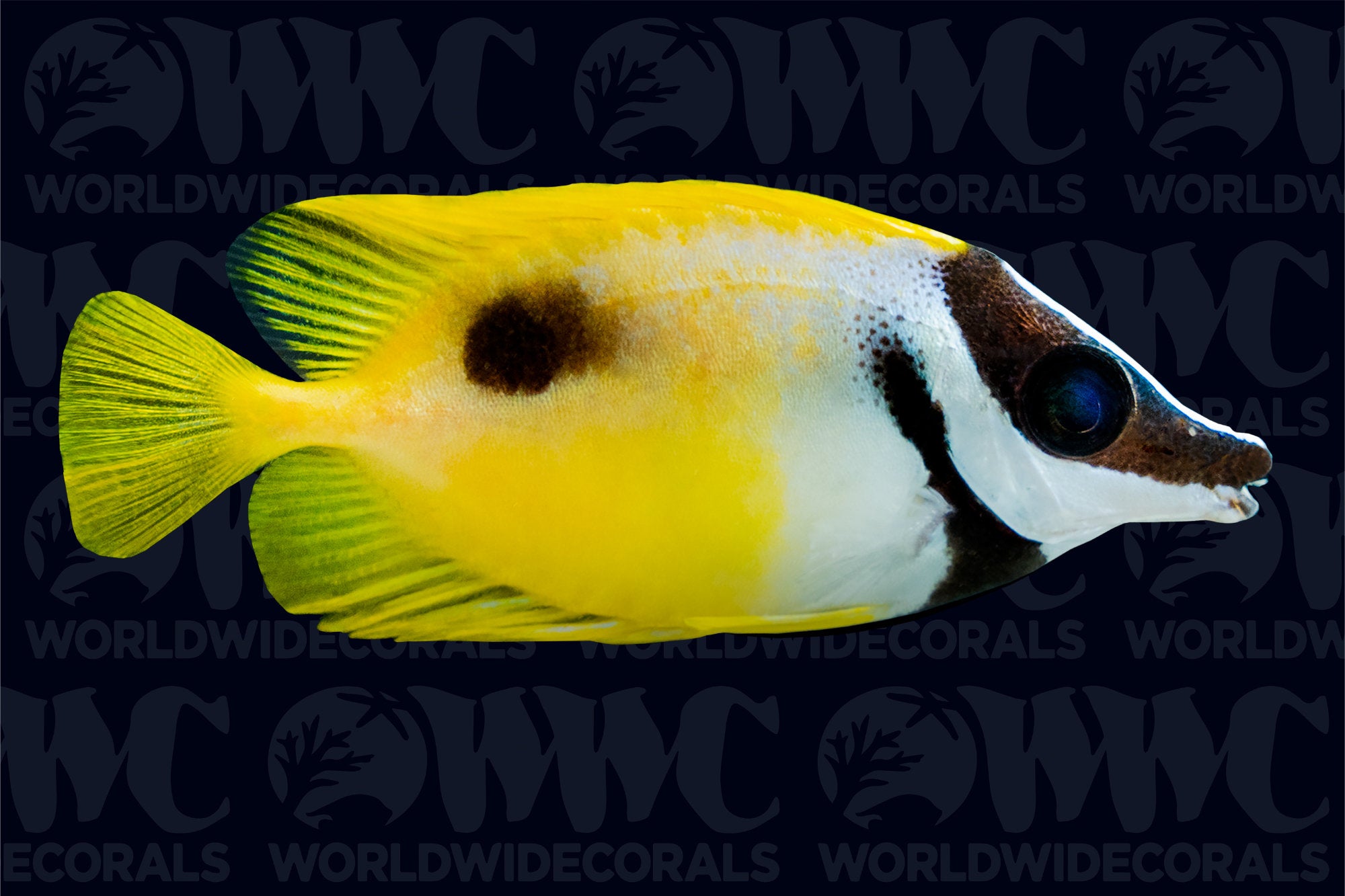 One Spot Foxface - Philippines