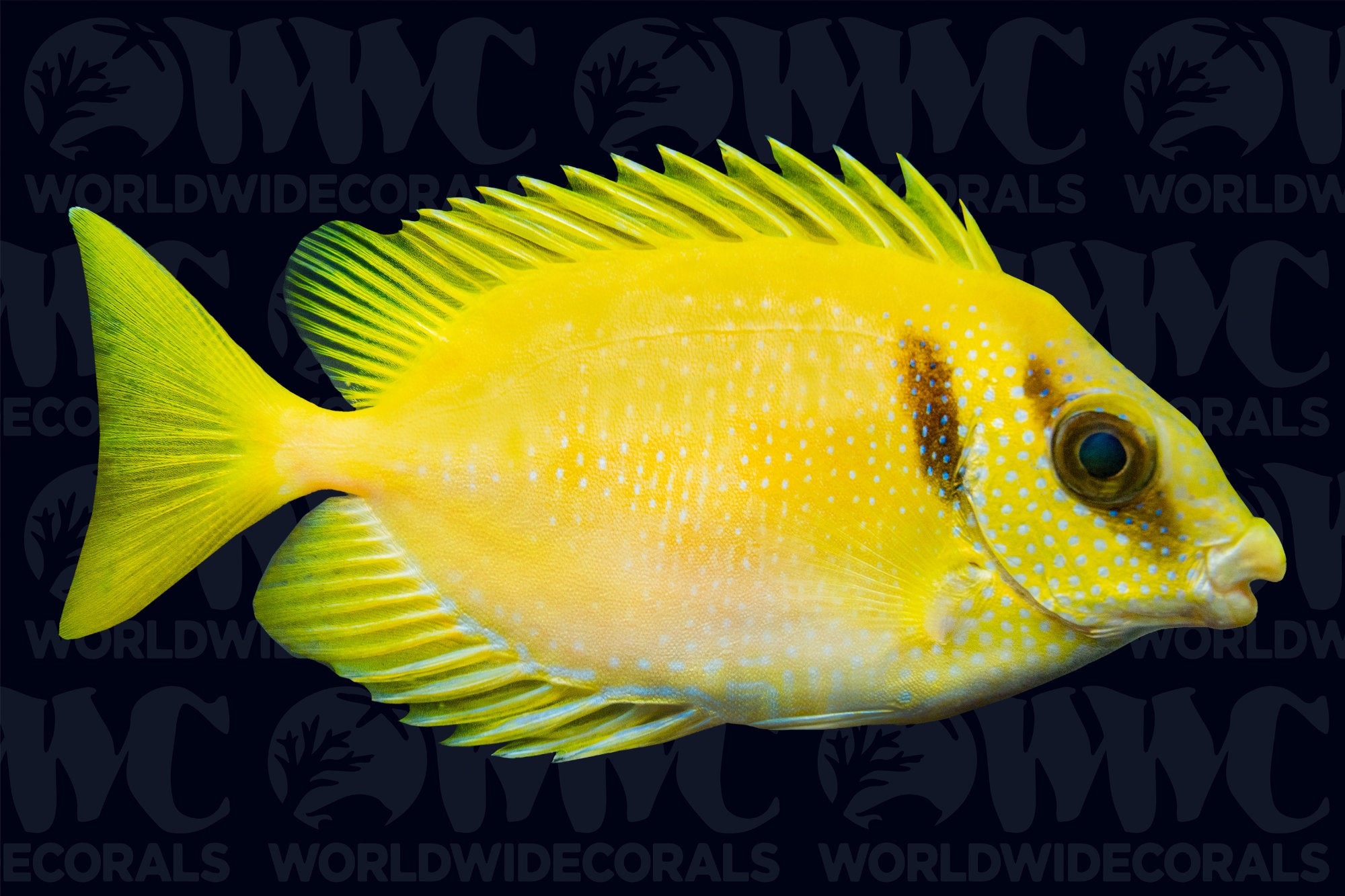 Bluespotted Rabbitfish - Indonesia