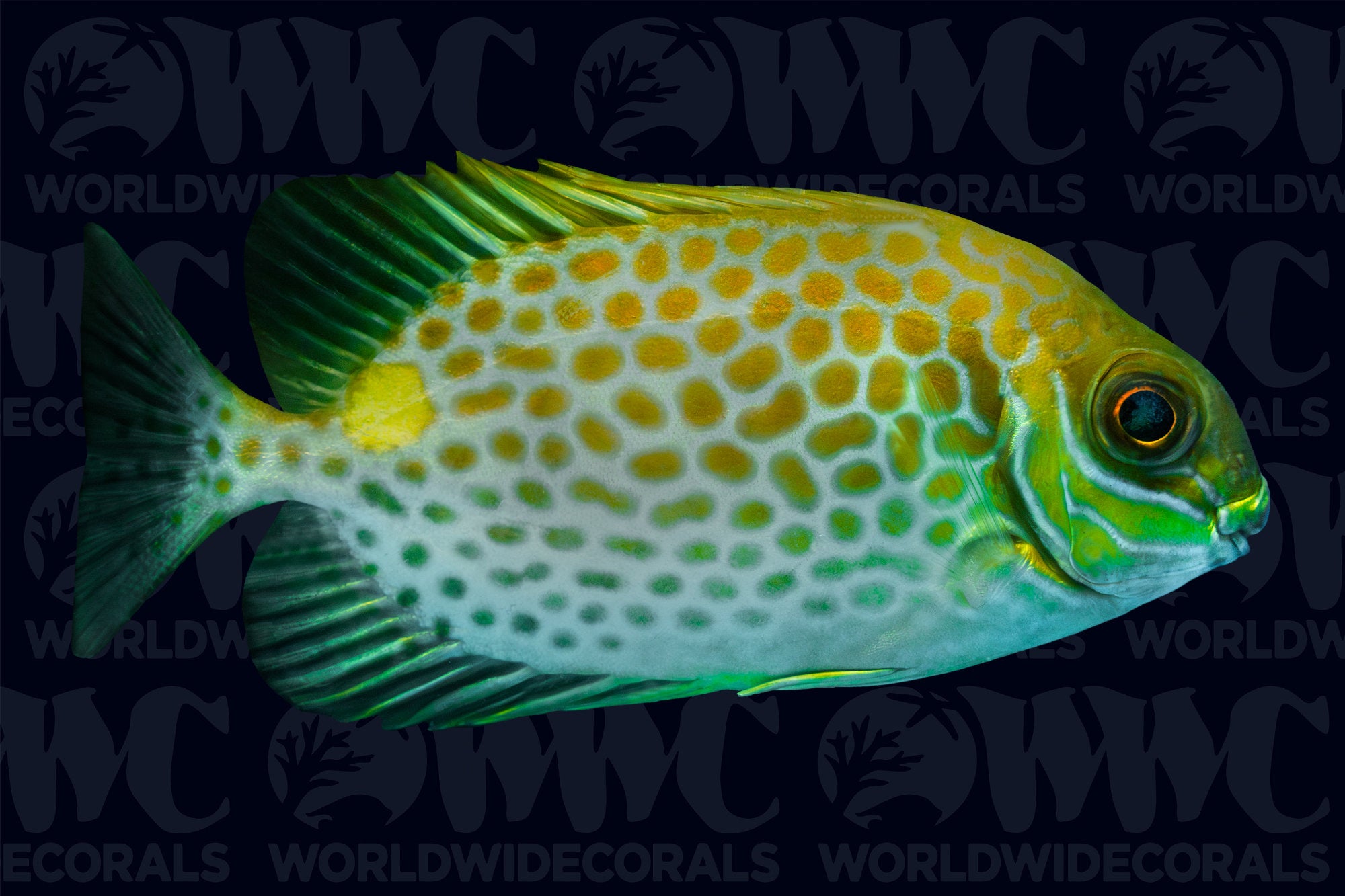 Yellow Blotched Rabbitfish - Philippines