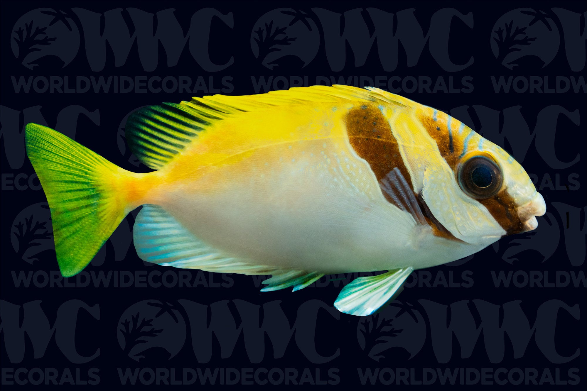 Barhead Rabbitfish - Indonesia