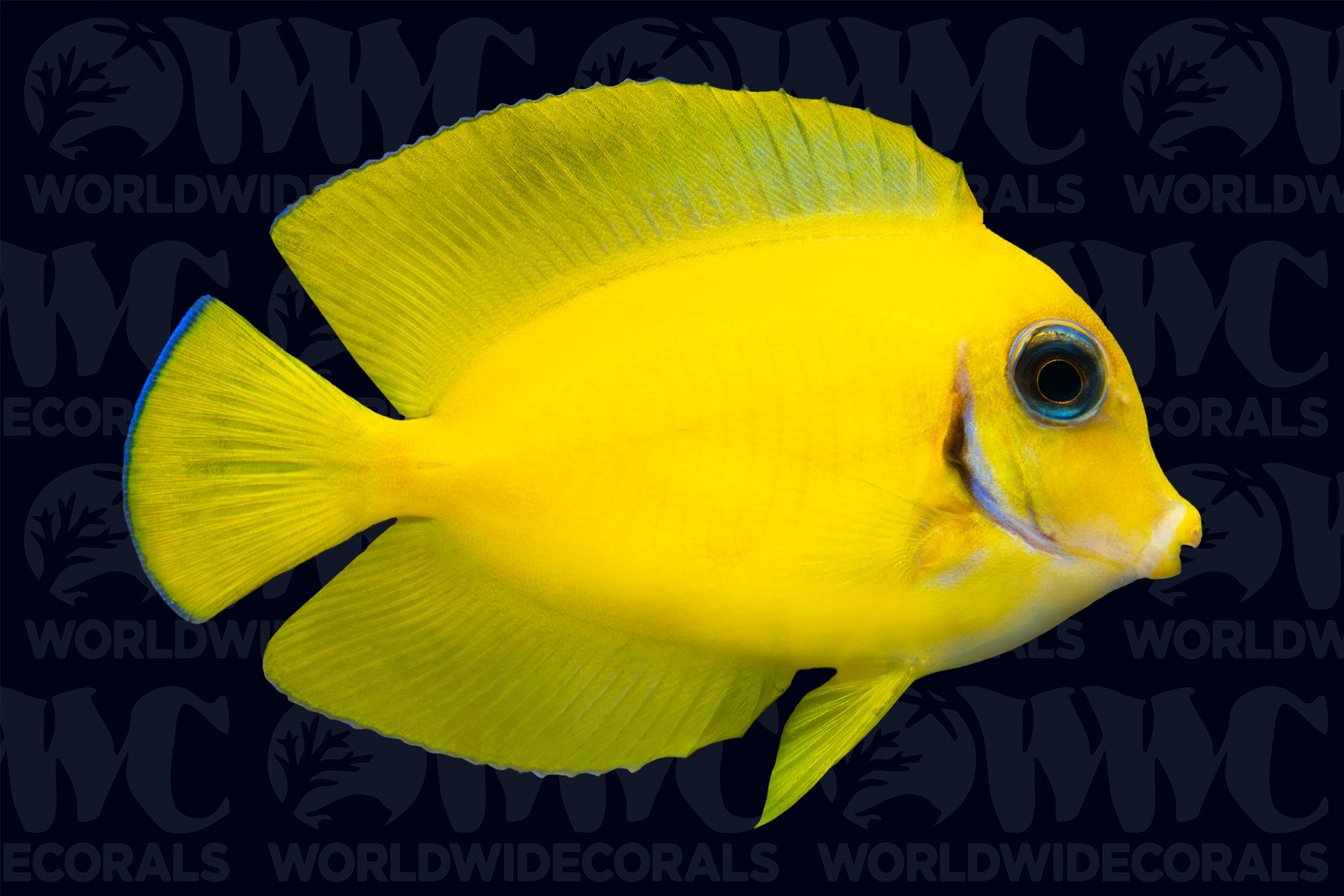 Lemon Tang - Philippines