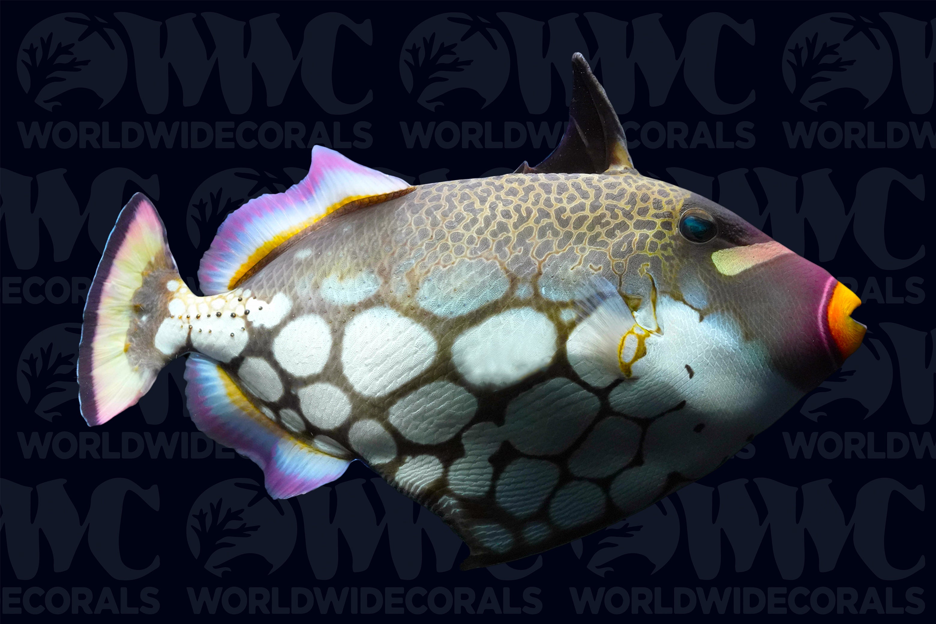 Clown Triggerfish - Sri Lanka