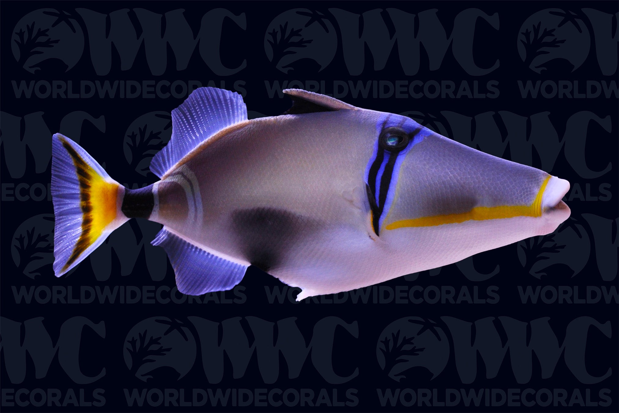 Lunula Triggerfish - New Caledonia