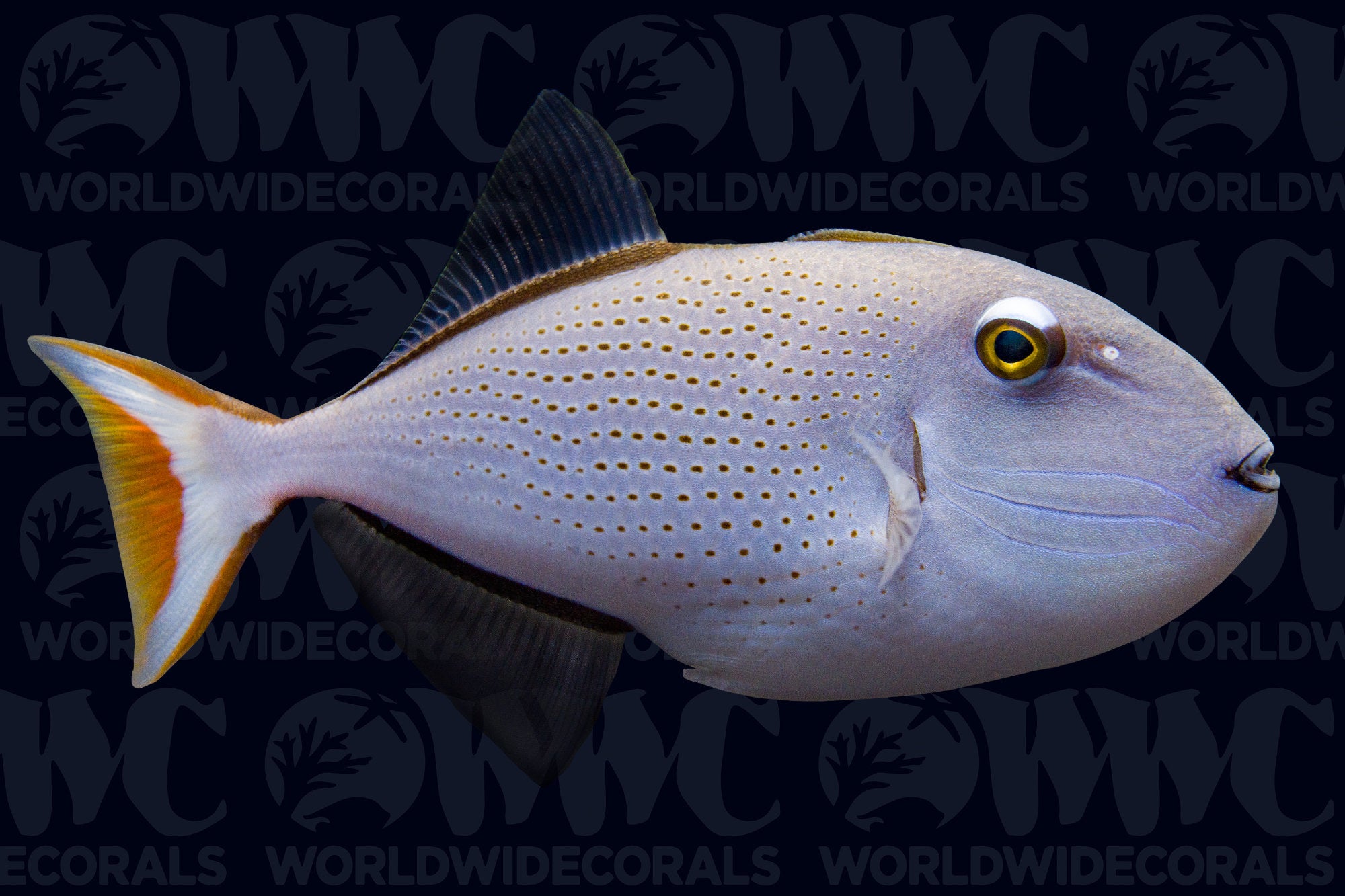 Redtail Triggerfish - USA