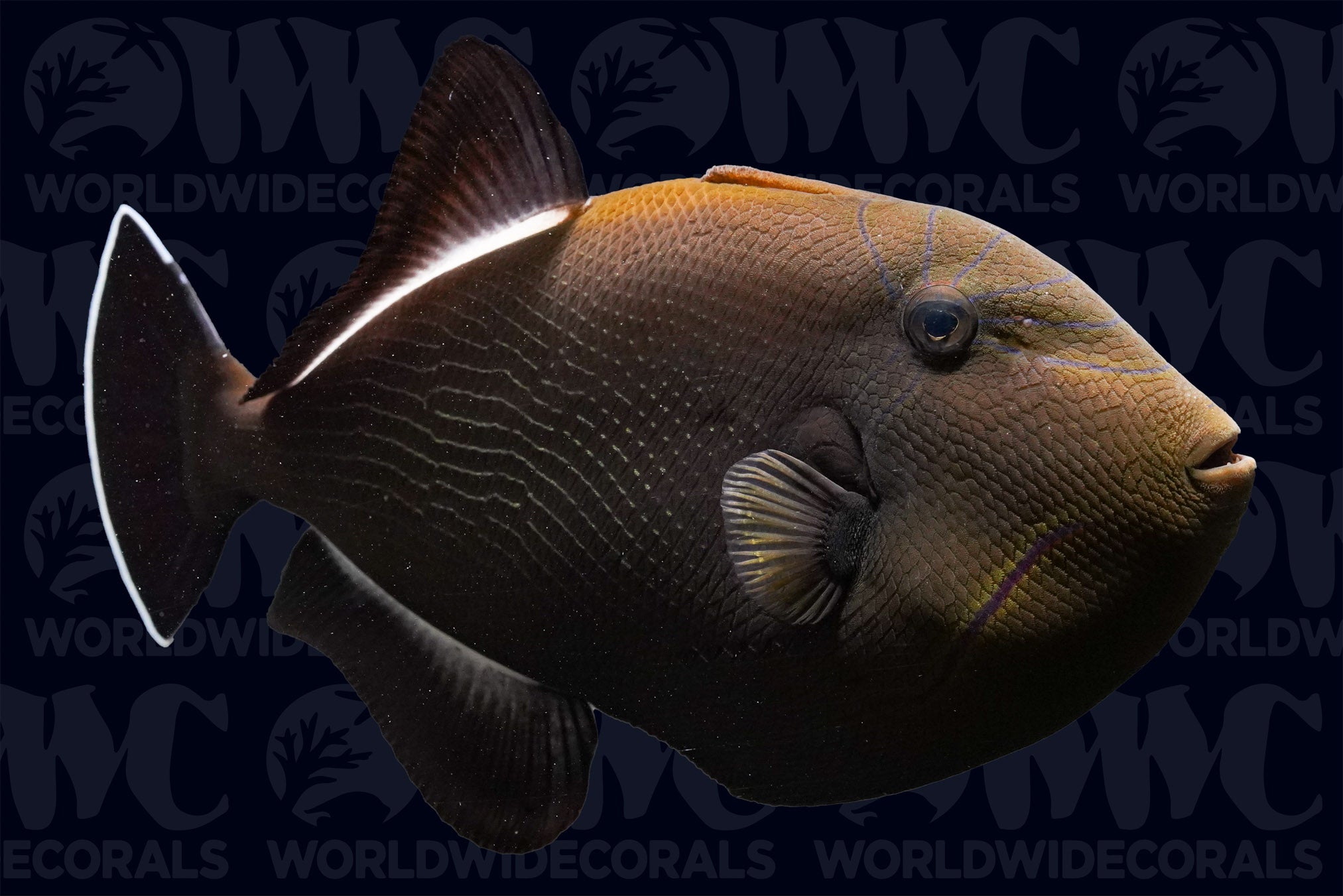 Indian Black Triggerfish - Sri Lanka